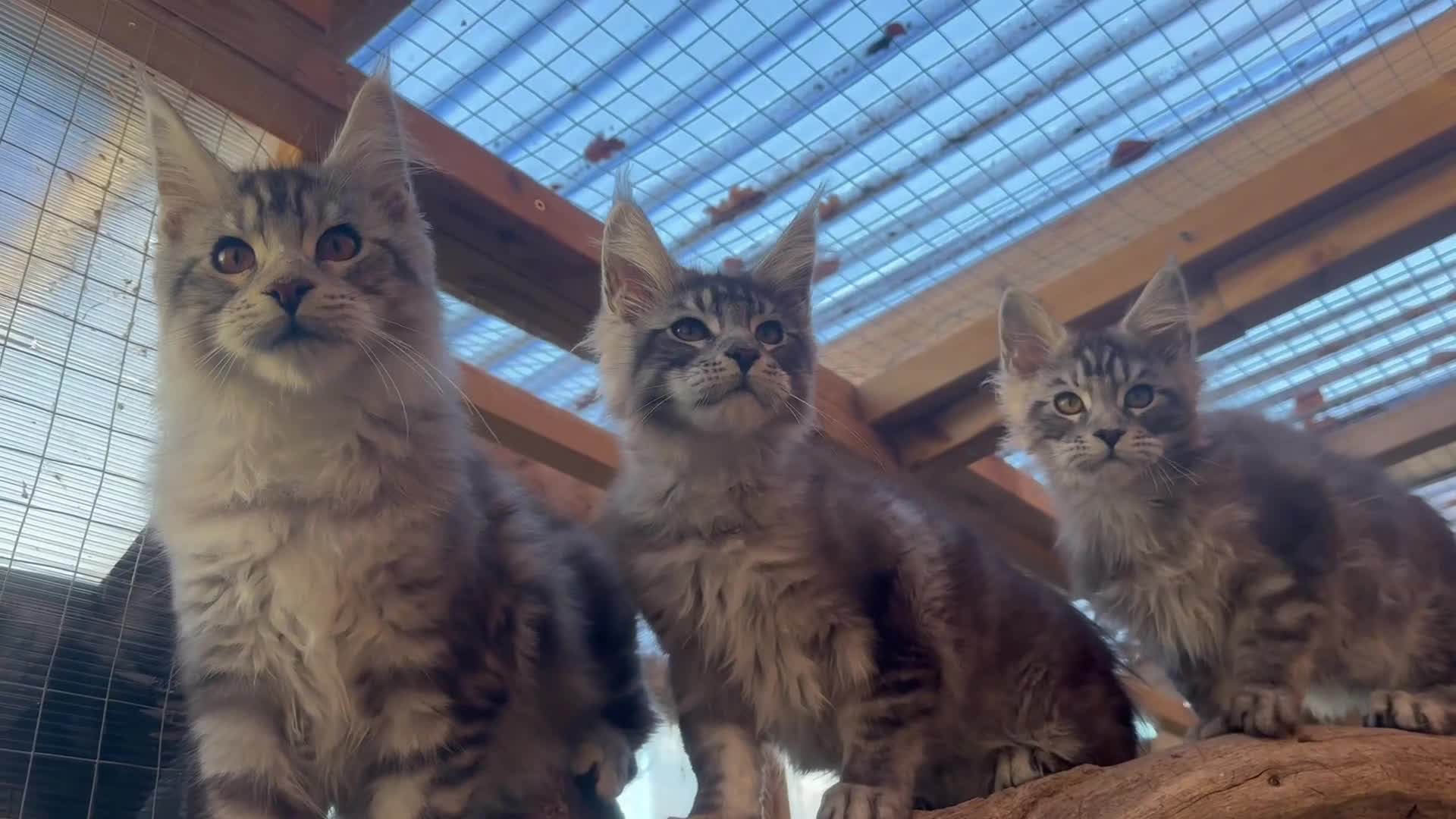 Maine Coon cats for sale: Stunning silver/black tabby MC boys available  - Video 1