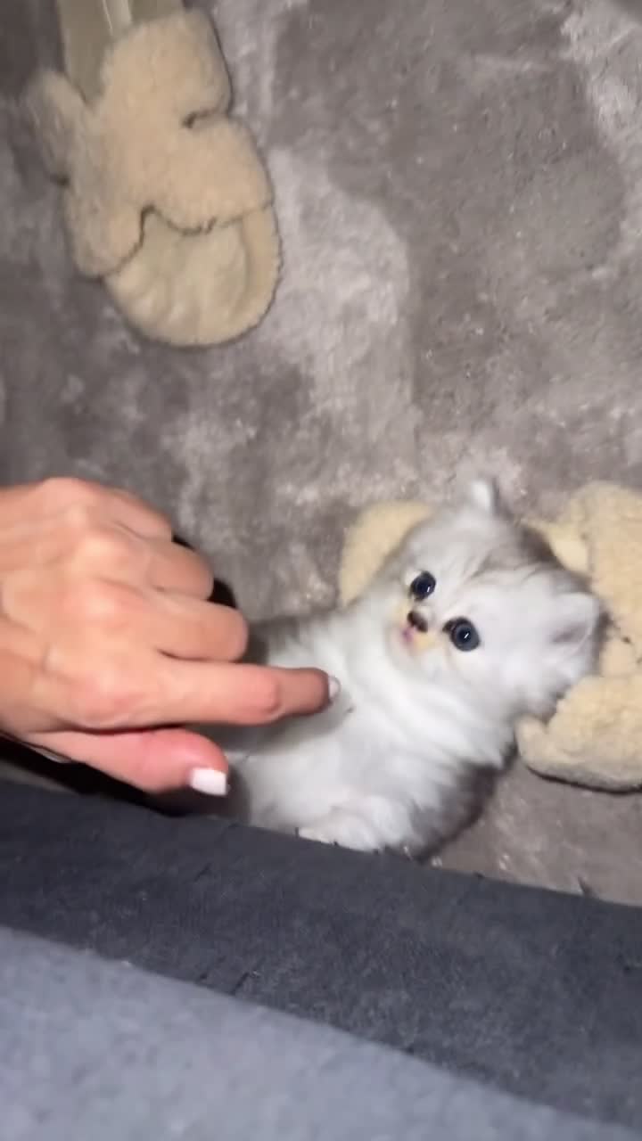 British Longhair cats for sale: 👑 FOUR LITTLE PRINCES! 🐾 looking for new home 🫶 - Video 1