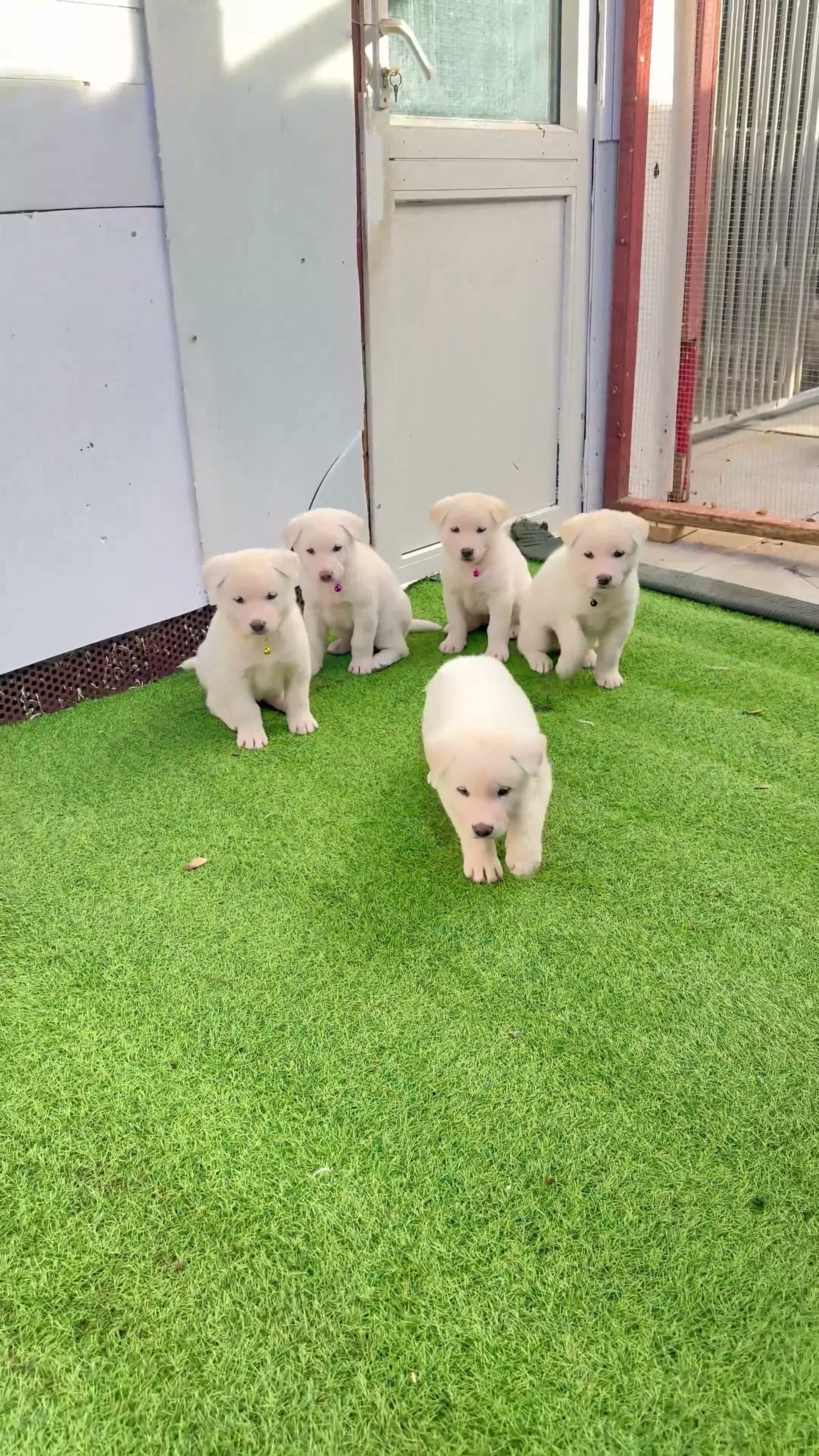 Akita dogs for sale: Akita puppy’s for sale in Birmingham - Video 1