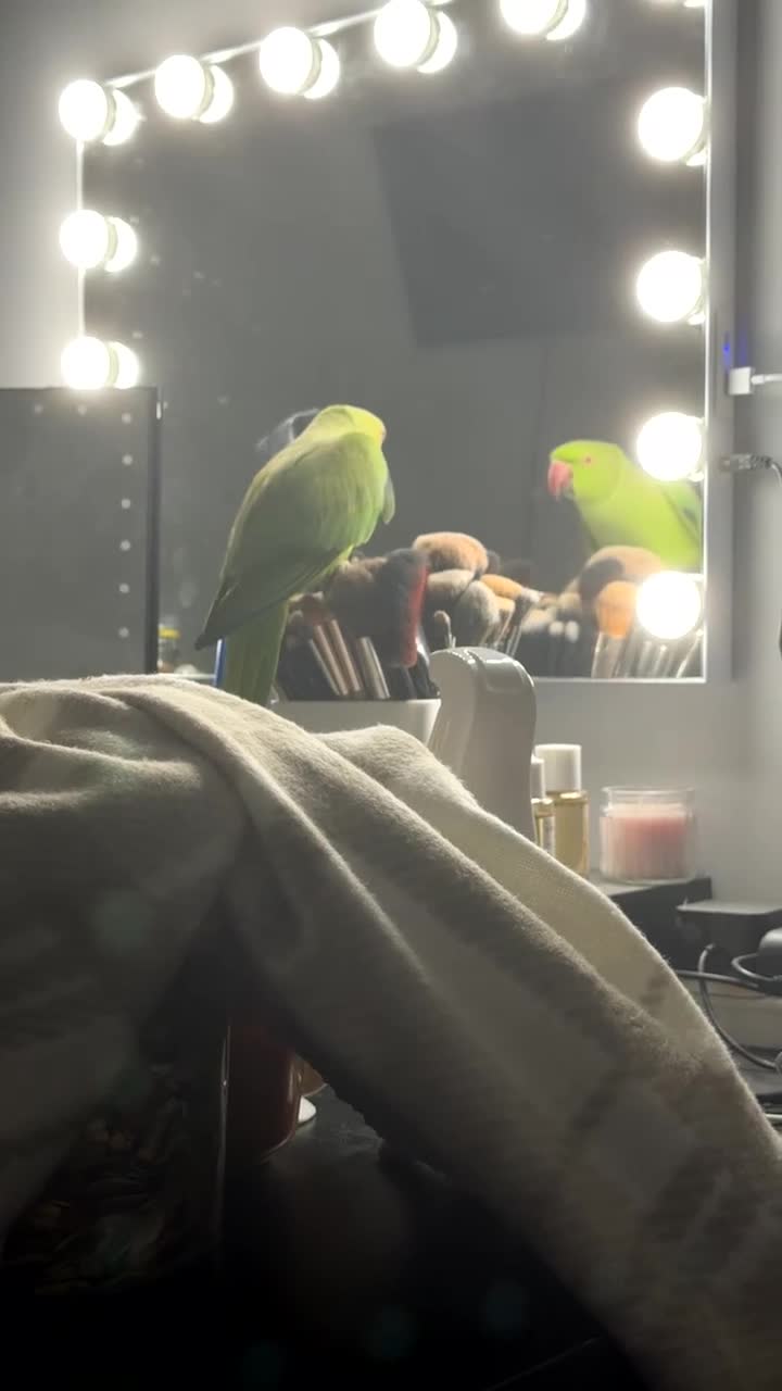 Ringnecks birds for sale: Ringneck parrot for sale  - Video 2