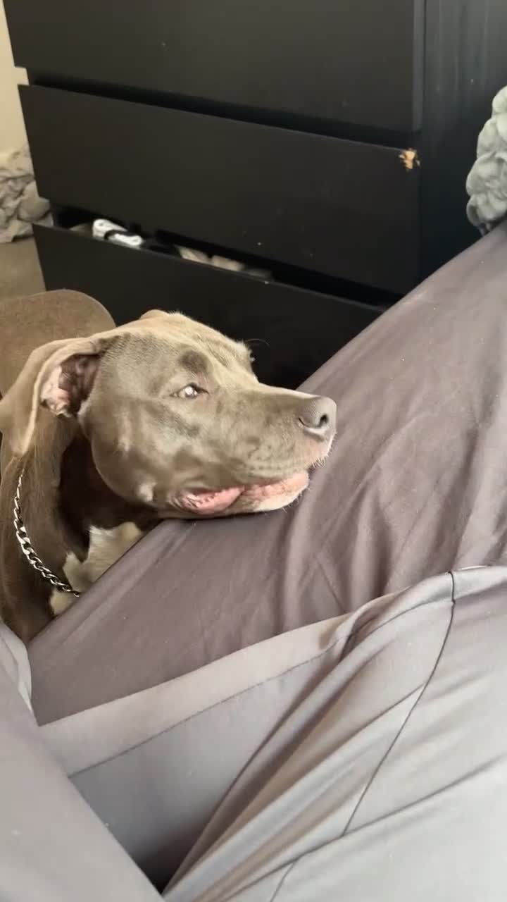 American Bull Staffy dogs for sale: American Staffordshire female  - Video 1