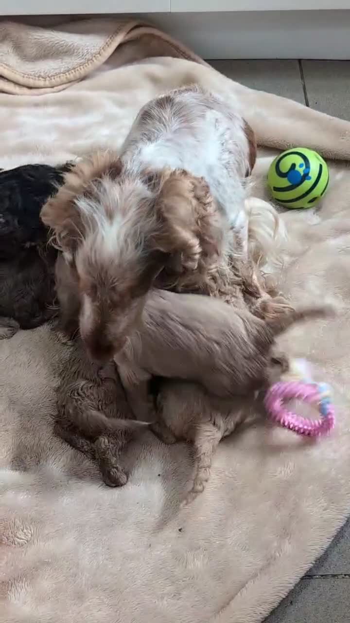 Cockapoo dogs for sale: Show Type Cockapoo Puppies DNA clear  - Video 5