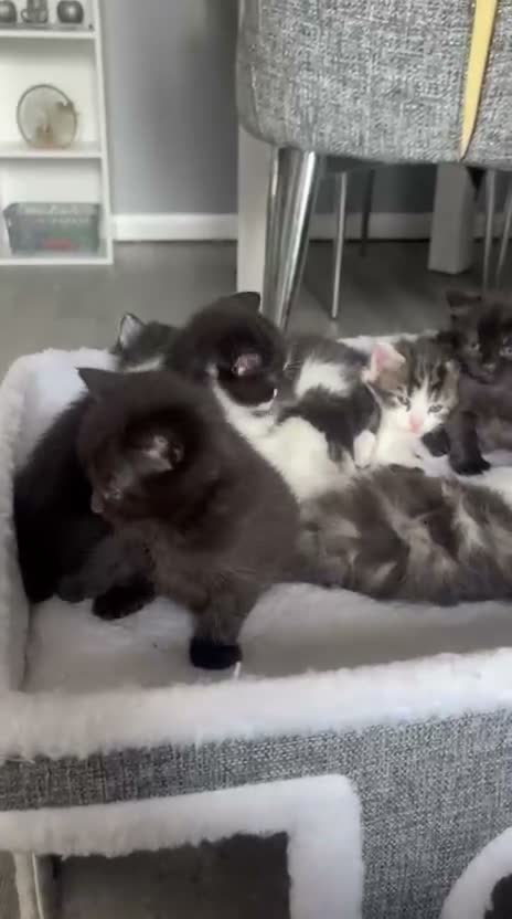 Mixed Breed cats for sale: Fluffy tabby kittens  in Coventry - Video 1