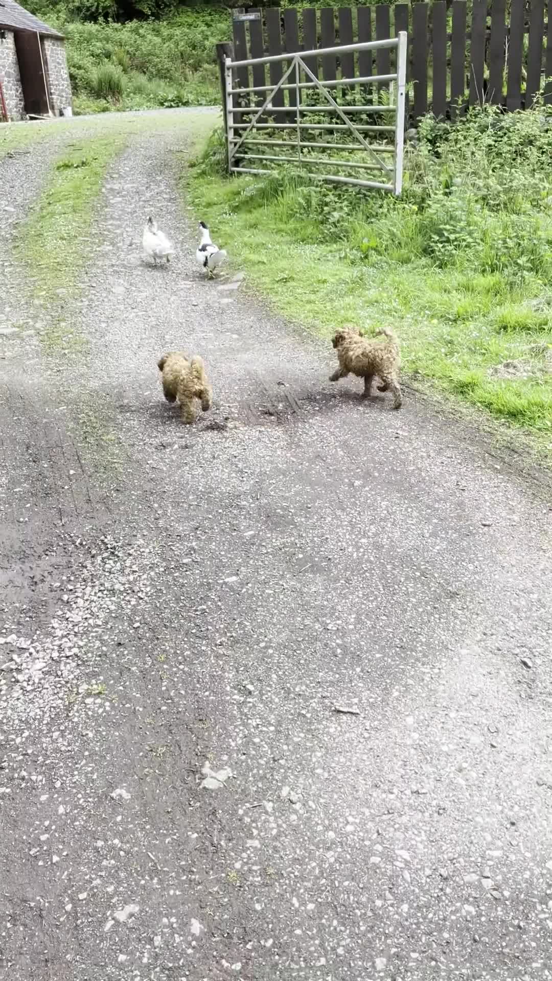 Cockapoo dogs for sale: *ONLY ONE BOY LEFT* Red Cockapoos - Video 4