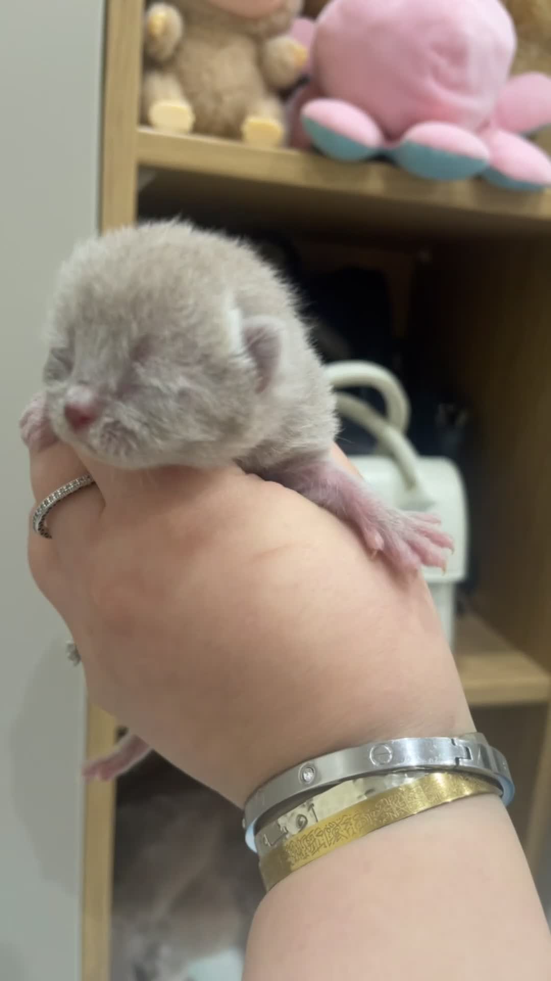 British Shorthair cats for sale: 🐾Lilac British Shorthair Kittens🐾 - Video 3