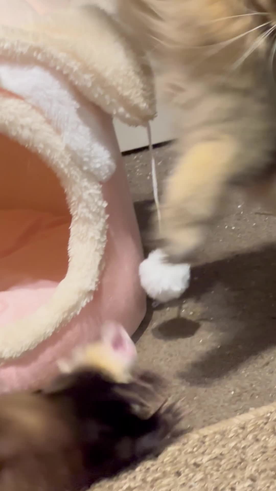 Ferret rodents for sale: 1 female ferret for rehome （Comes with Full Setup） - Video 2