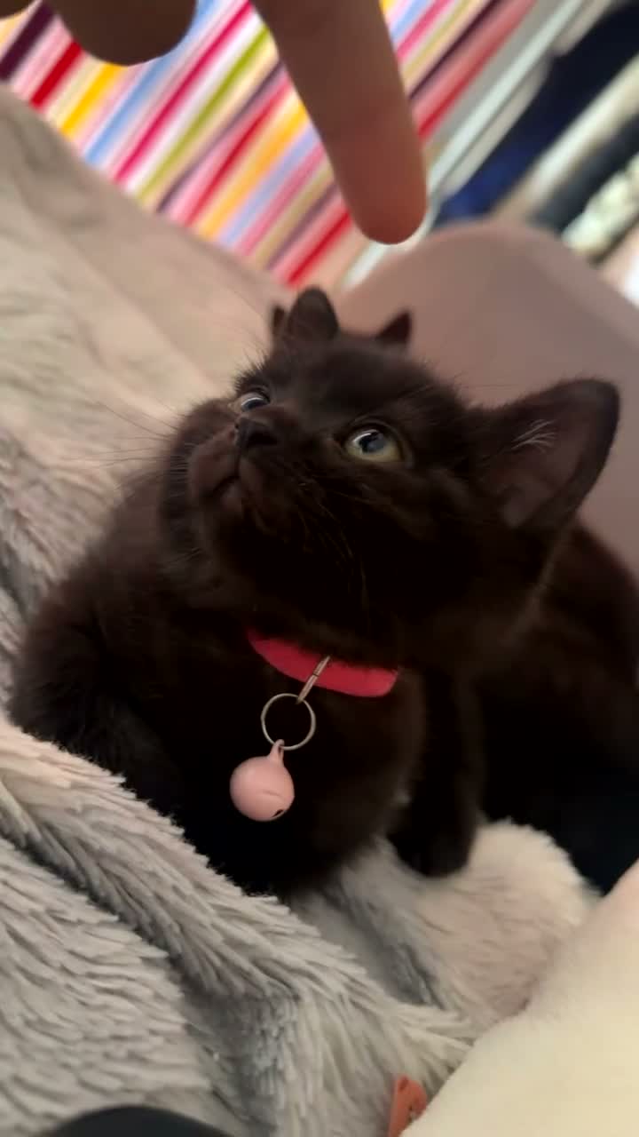 Mixed Breed cats for sale: Beautiful mixed British shorthair kittens - Video 1