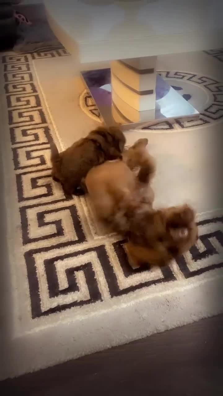 Shih Tzu dogs for sale: Imperial chocolate Shih-Tzu Puppy - Video 3