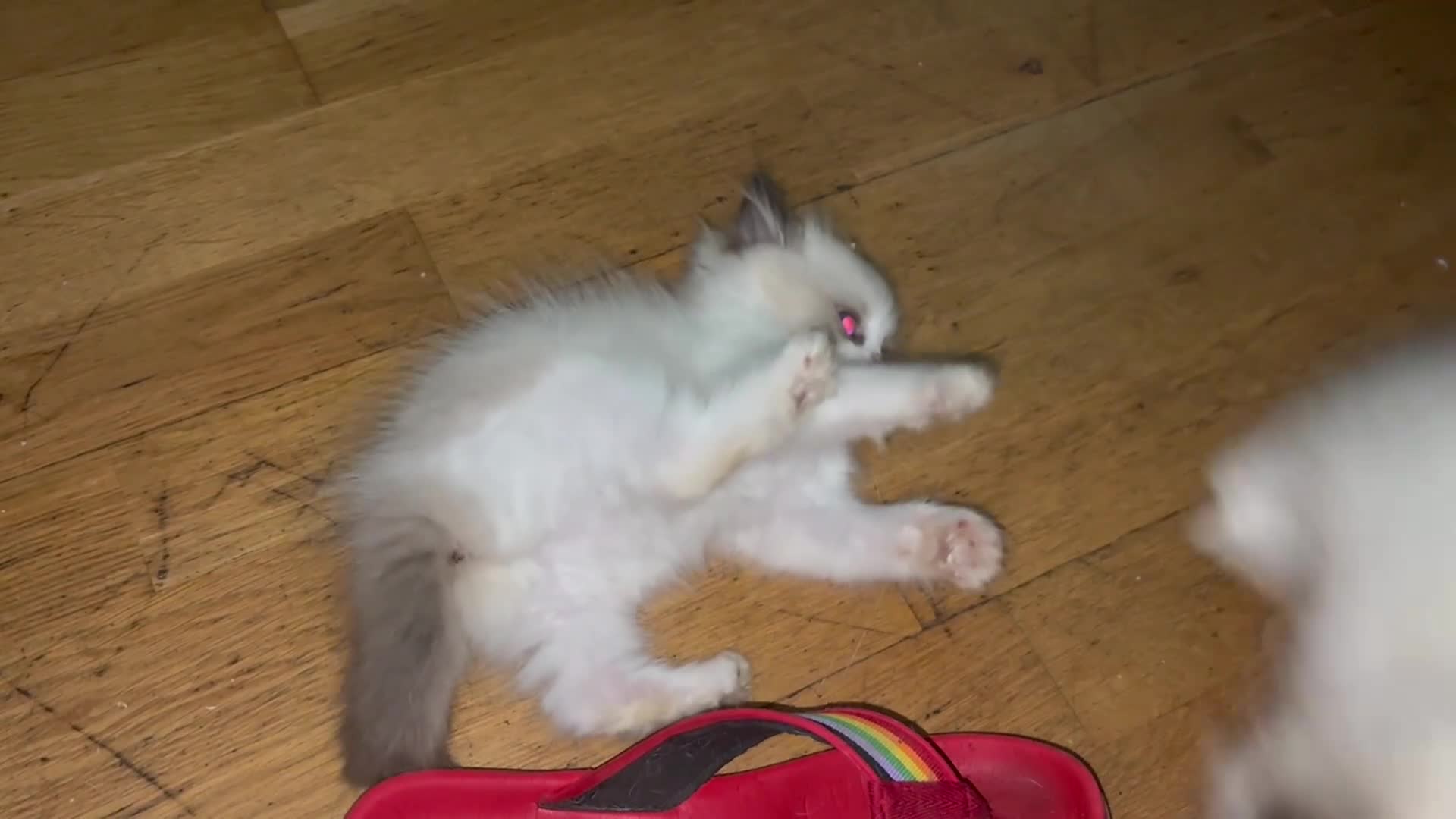 Ragdoll cats for sale: Ragdoll kittens purebred - Video 3