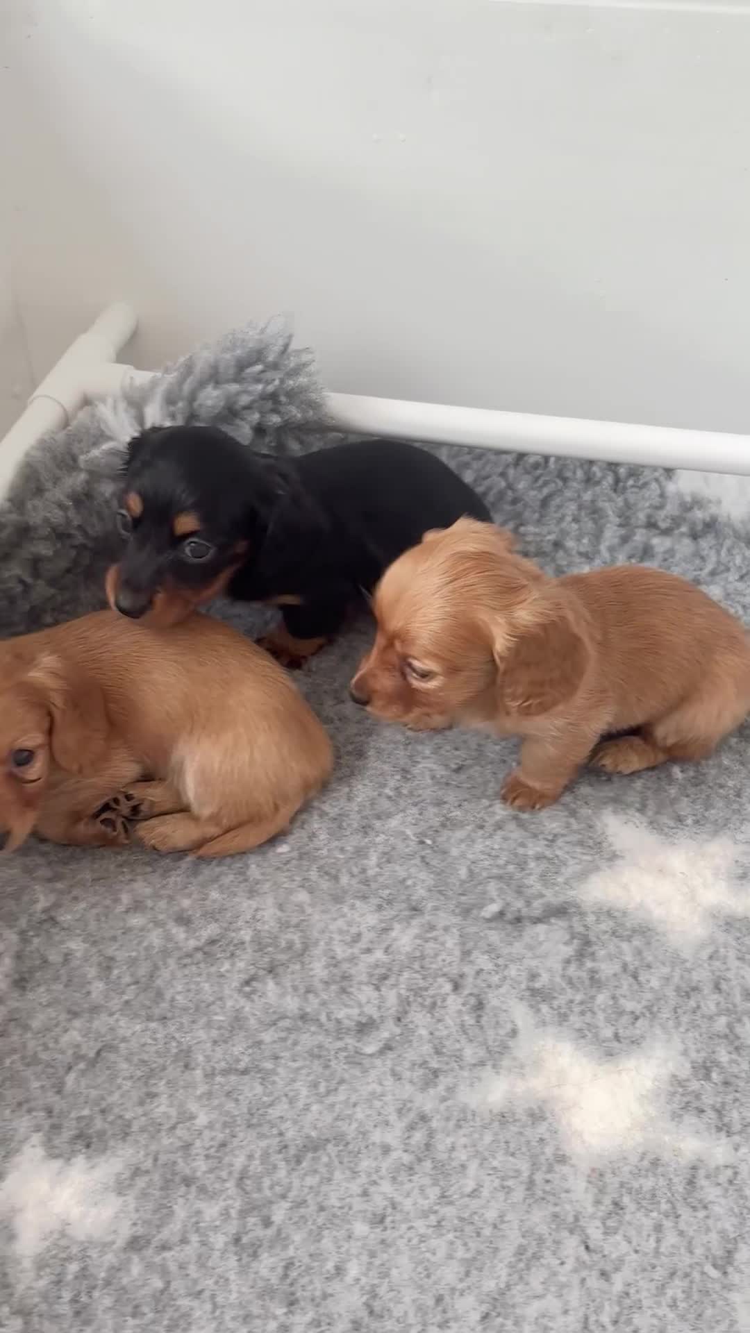 Miniature Dachshund dogs for sale: True KC miniature dachshund  - Video 1