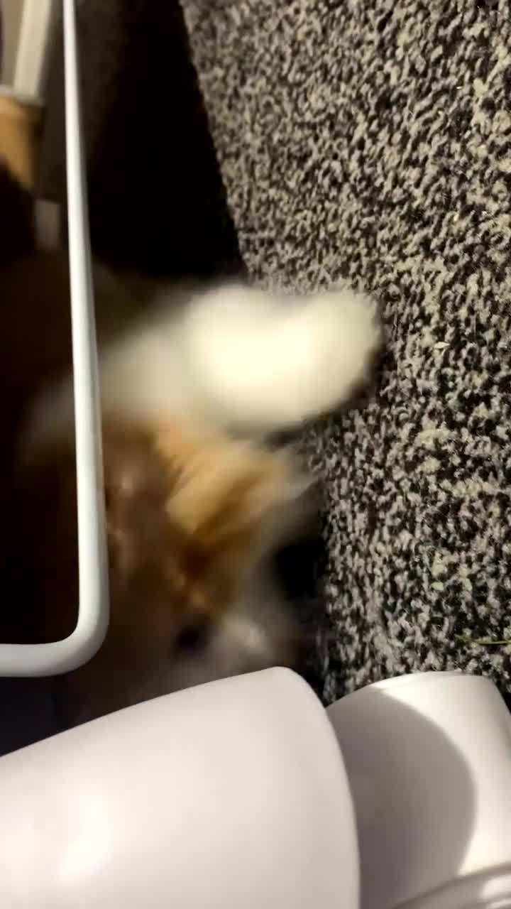 British Longhair cats for sale: 9 week old kitten  - Video 3