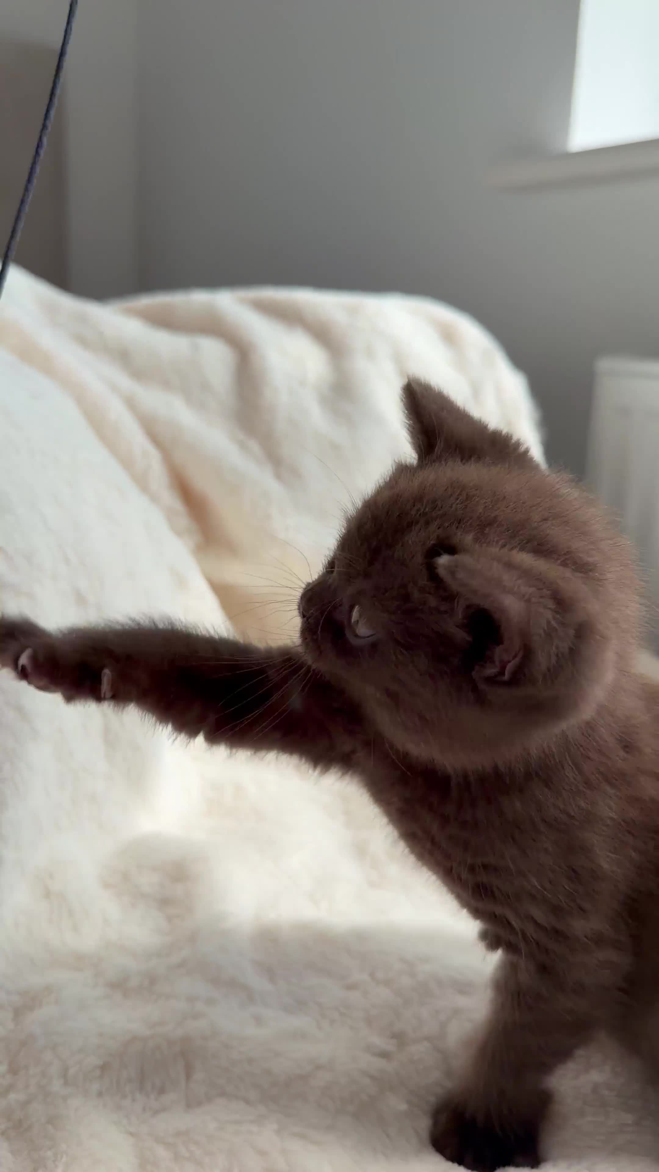 British Shorthair cats for sale: Cinnamon British Short Hair Kitten  - Video 1