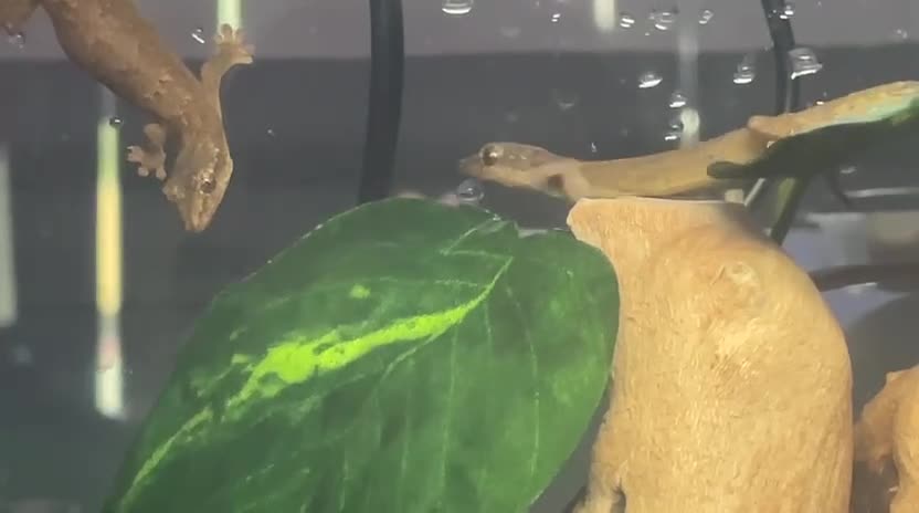 Gecko reptiles for sale: 4 Mourning Geckos + Complete Setup Included - Video 1