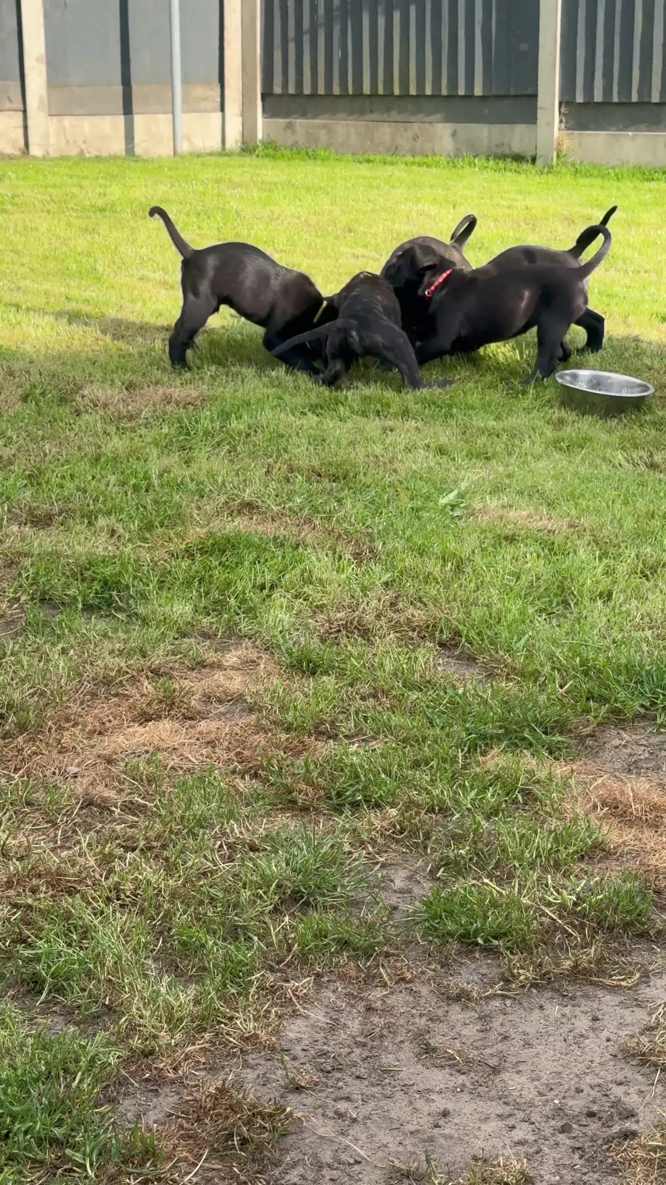 Cane Corso dogs for sale: Cane Corso puppies ready to leave  in Nelson - Video 1