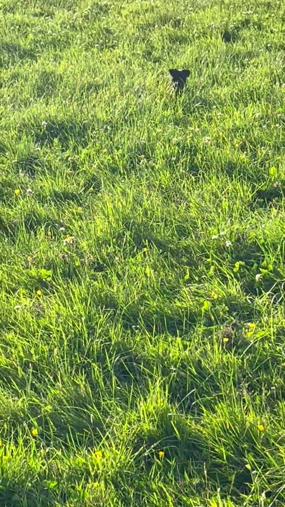 Whippet dogs for sale: Summer’s lovely puppies  - Video 2