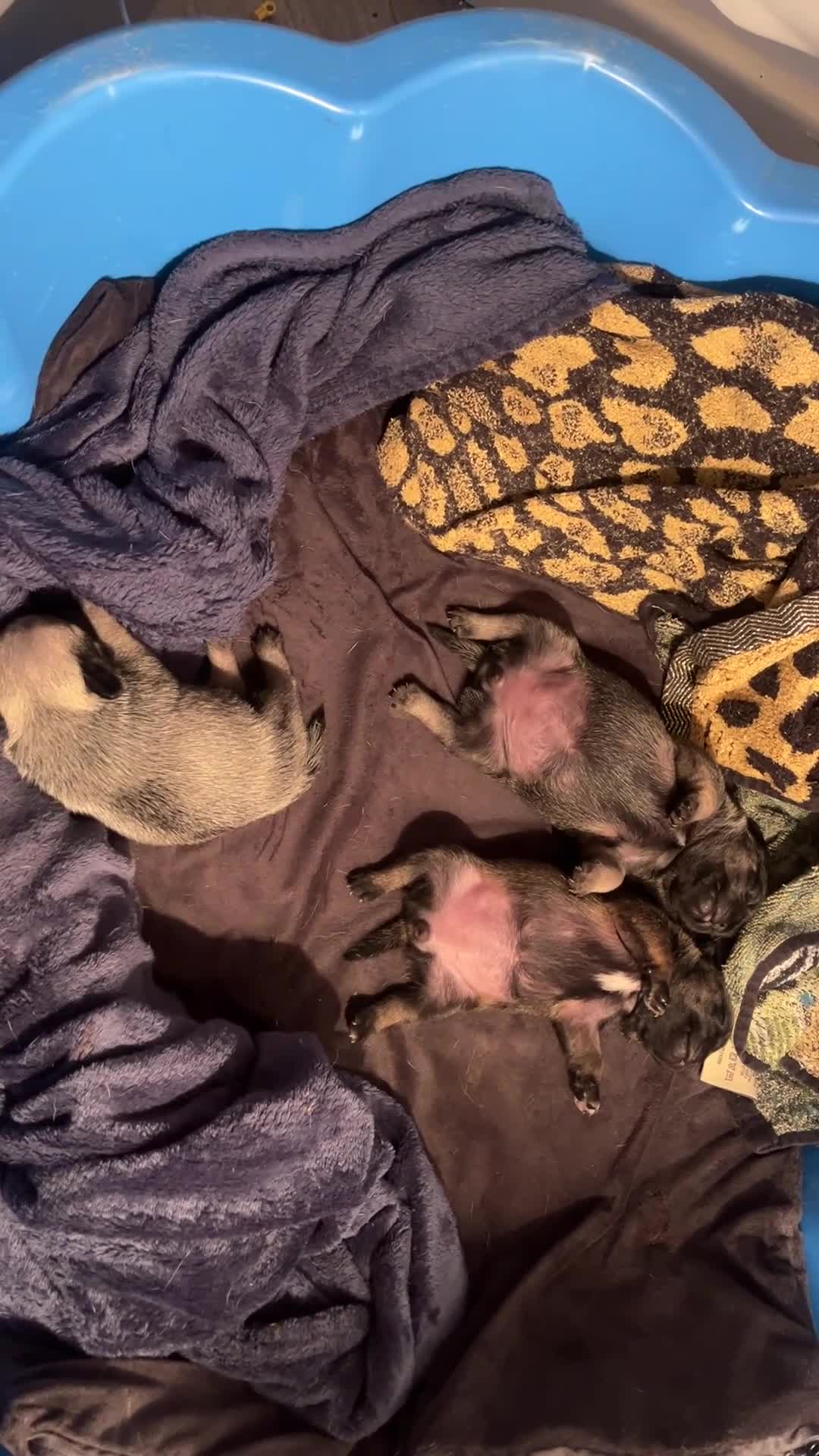 Pug dogs for sale: Adorable chunky pug puppies deposits taken now  - Video 2