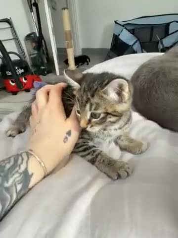 Mixed Breed cats for sale: 6 beautiful Persian Russian Blue mix tabby kittens - Video 4