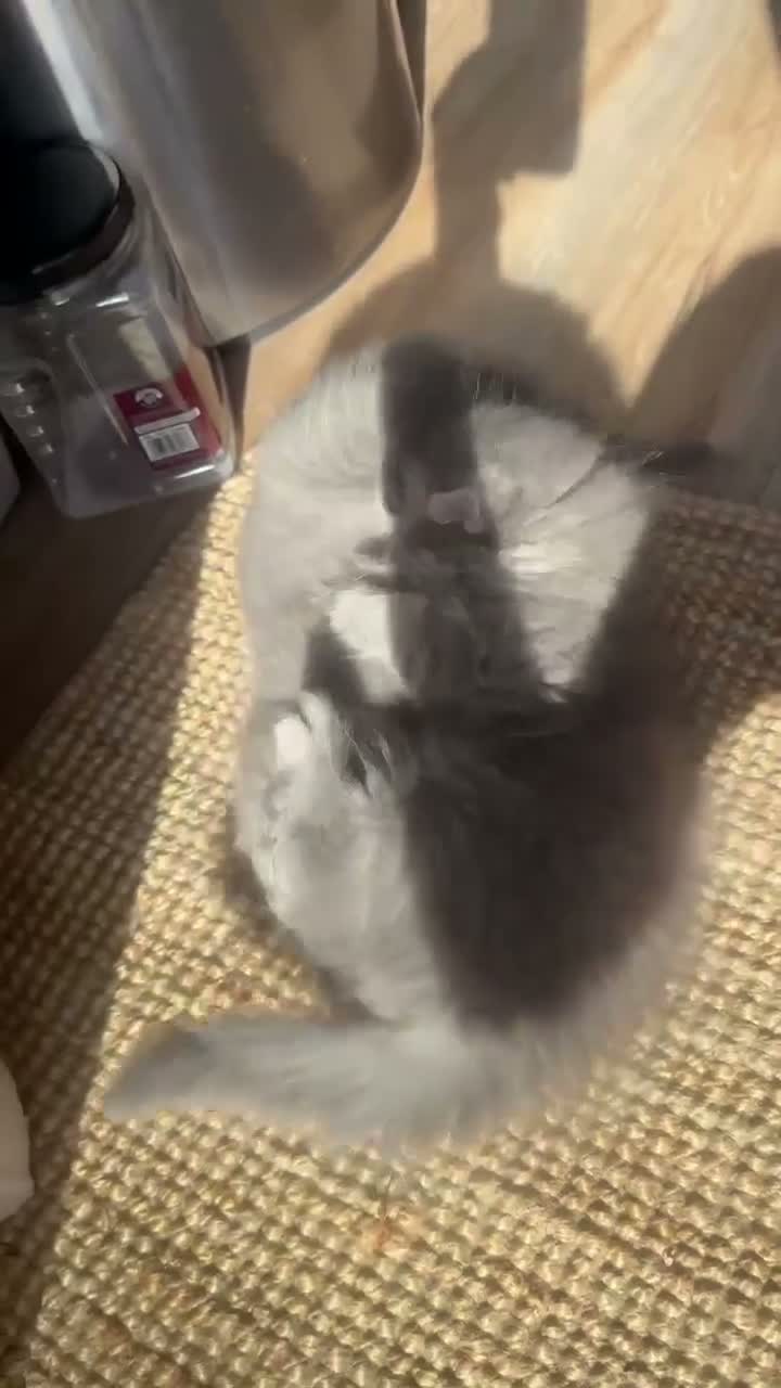 British Shorthair cats for sale: Two British Shorthair and Longhair boys - Video 4