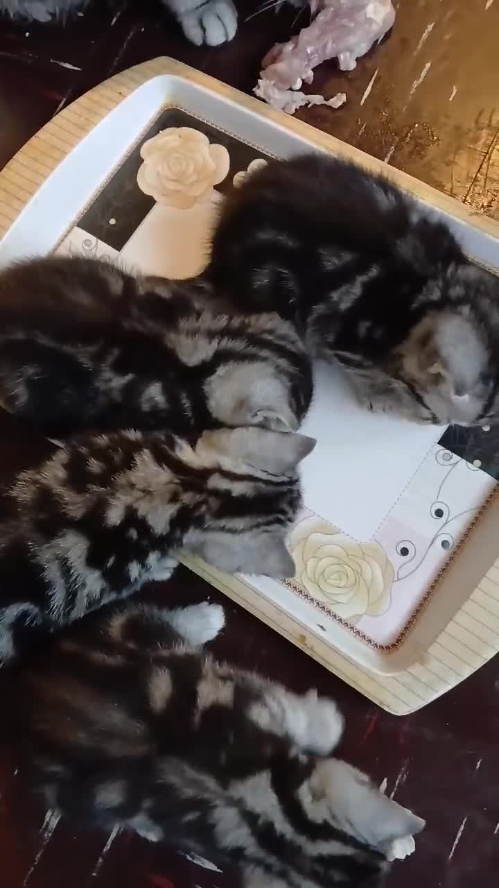 British Shorthair cats for sale: BshTabby kittens.GCCF.Available on 15.February . - Video 2