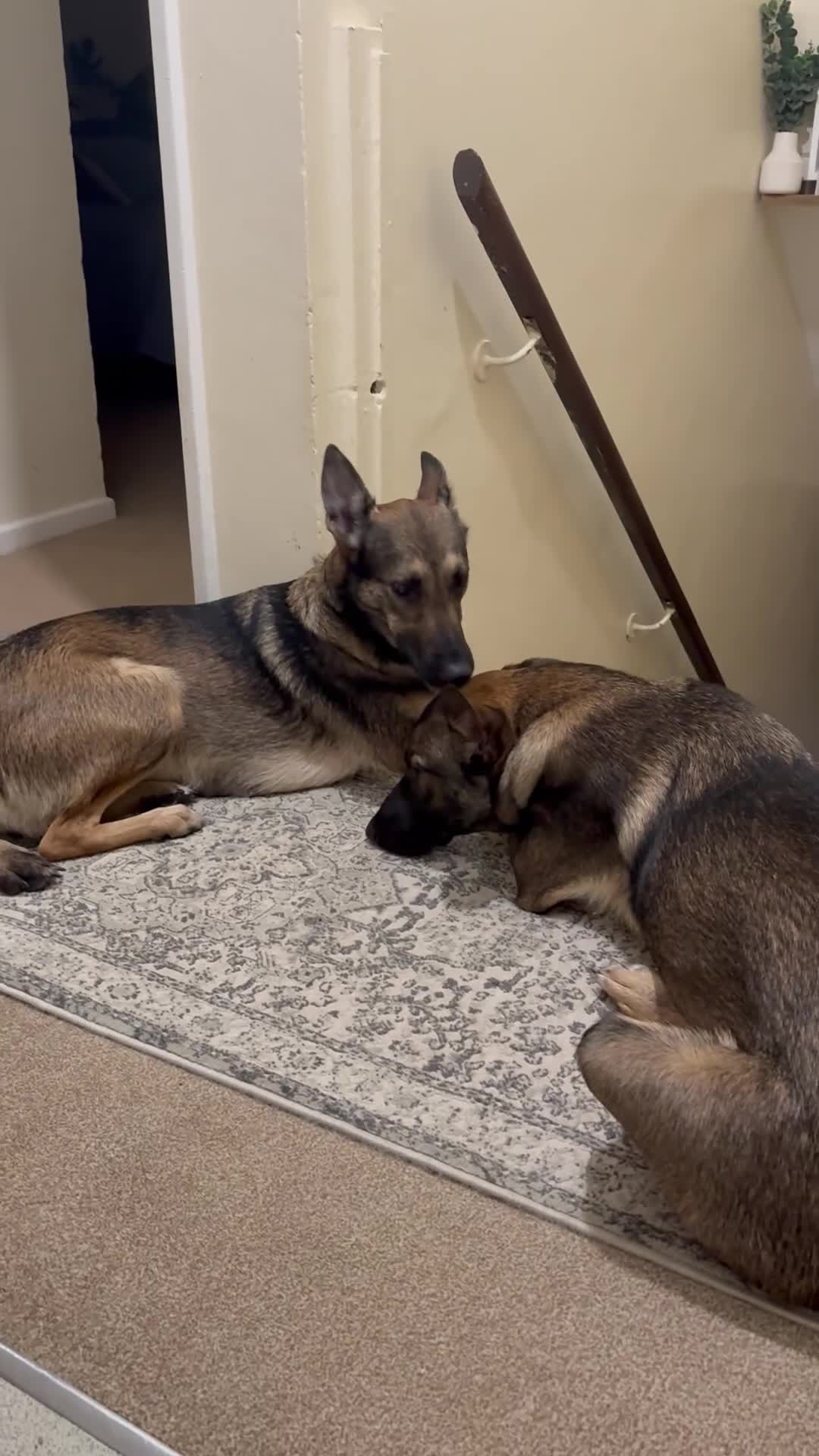 Belgian Shepherd Dog dogs for sale: Nelly the Mali - Video 2