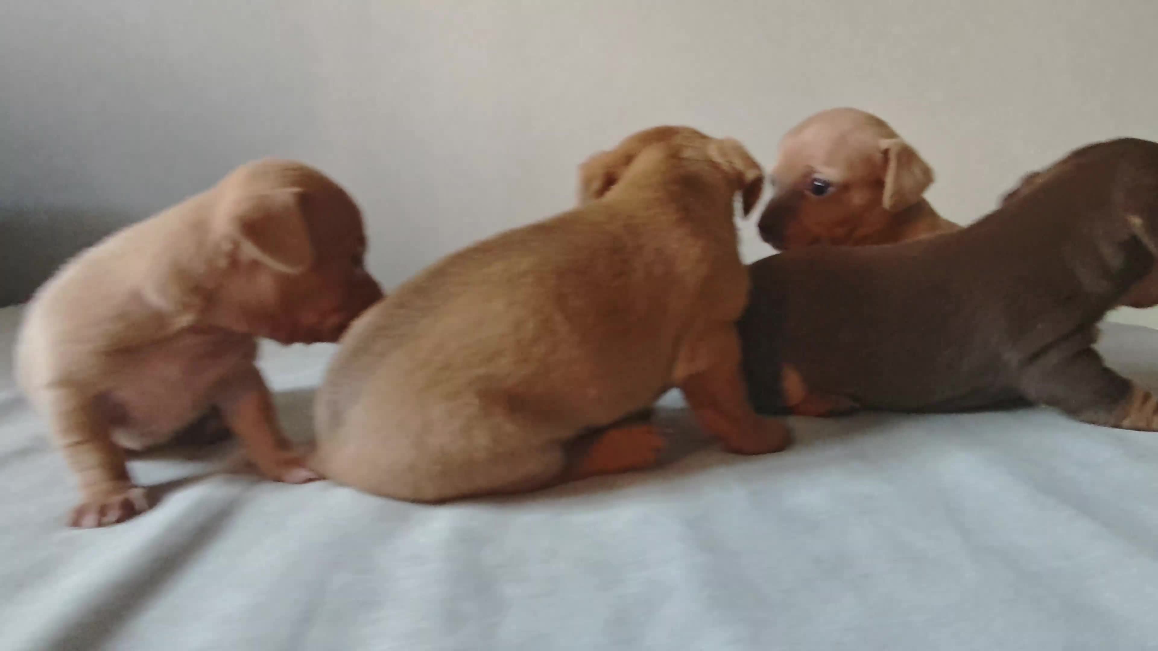 Chiweenie dogs for sale: Stunning Micro Chiweenie Litter - Smallest in UK - Video 1