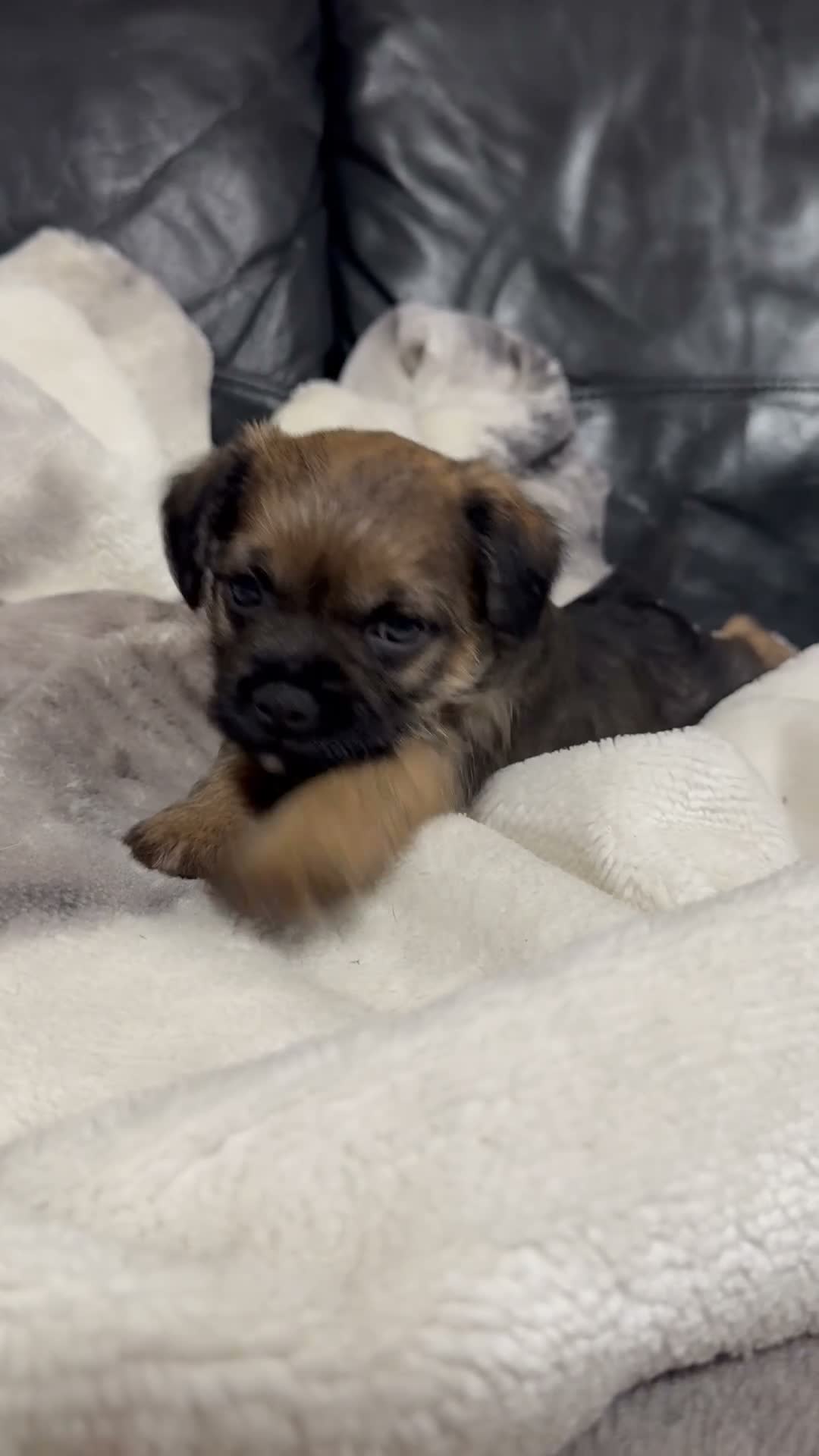 Border Terrier dogs for sale: Bargain! The perfect canine friend for you! in Hull - Video 1