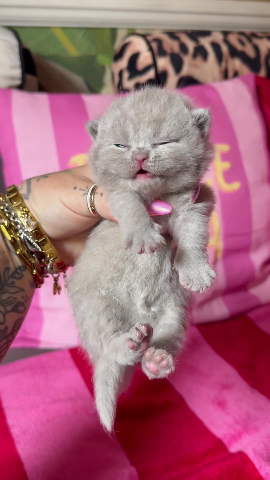British Shorthair cats for sale: Champion Line British Shorthair Kittens 😻🥇🏆🐾 - Video 5