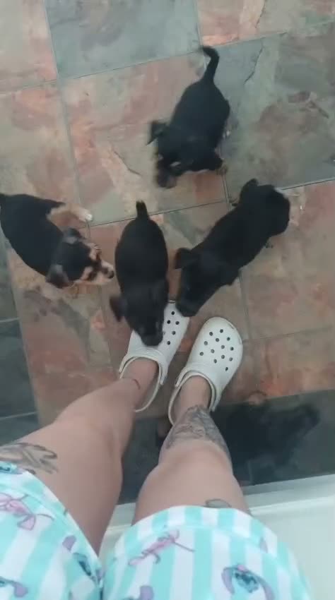 Mixed Breed dogs for sale: Lakeland Russell’s  in Sittingbourne - Video 1