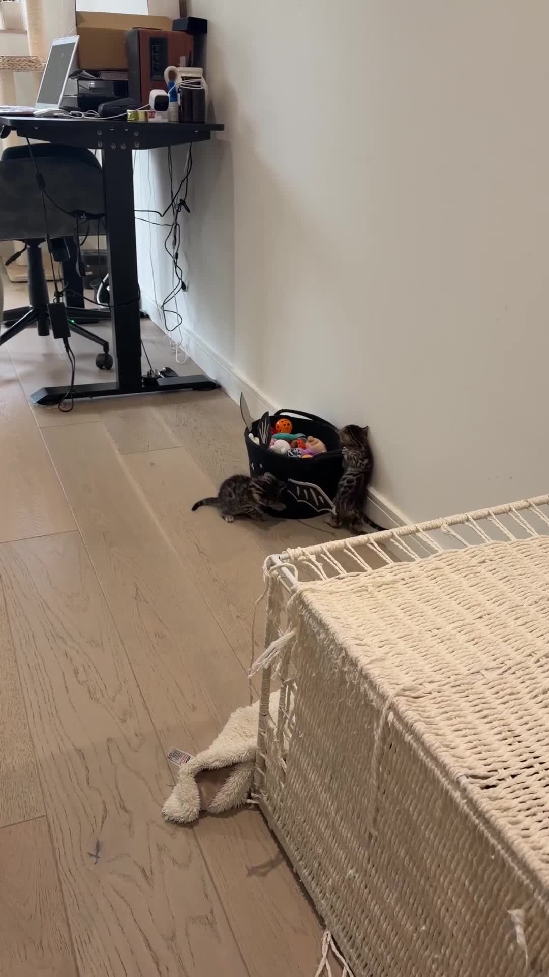 Bengal cats for sale: For Sale: 4 Bengal Kittens & 1 Female – Beautiful  - Video 3