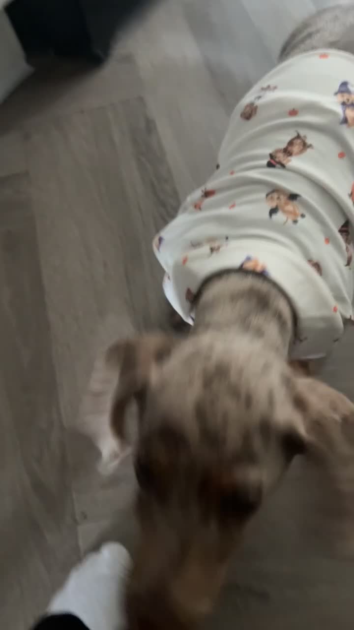 Dachshund dogs for sale: Dachshund for sale  - Video 1