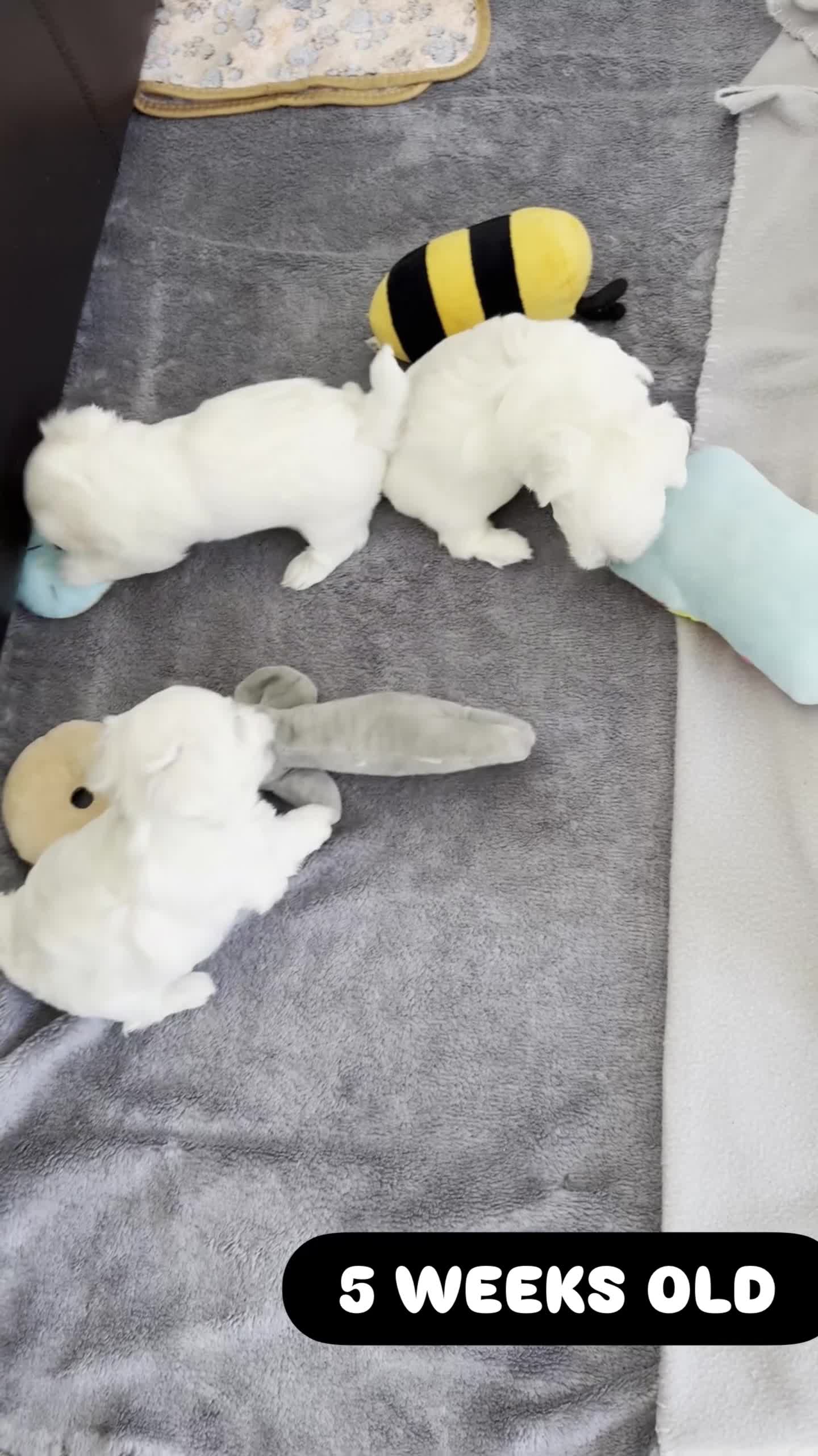 Maltese dogs for sale: KC Reg. Korean Maltese Pups Champion Bloodlines  in Macclesfield - Video 3