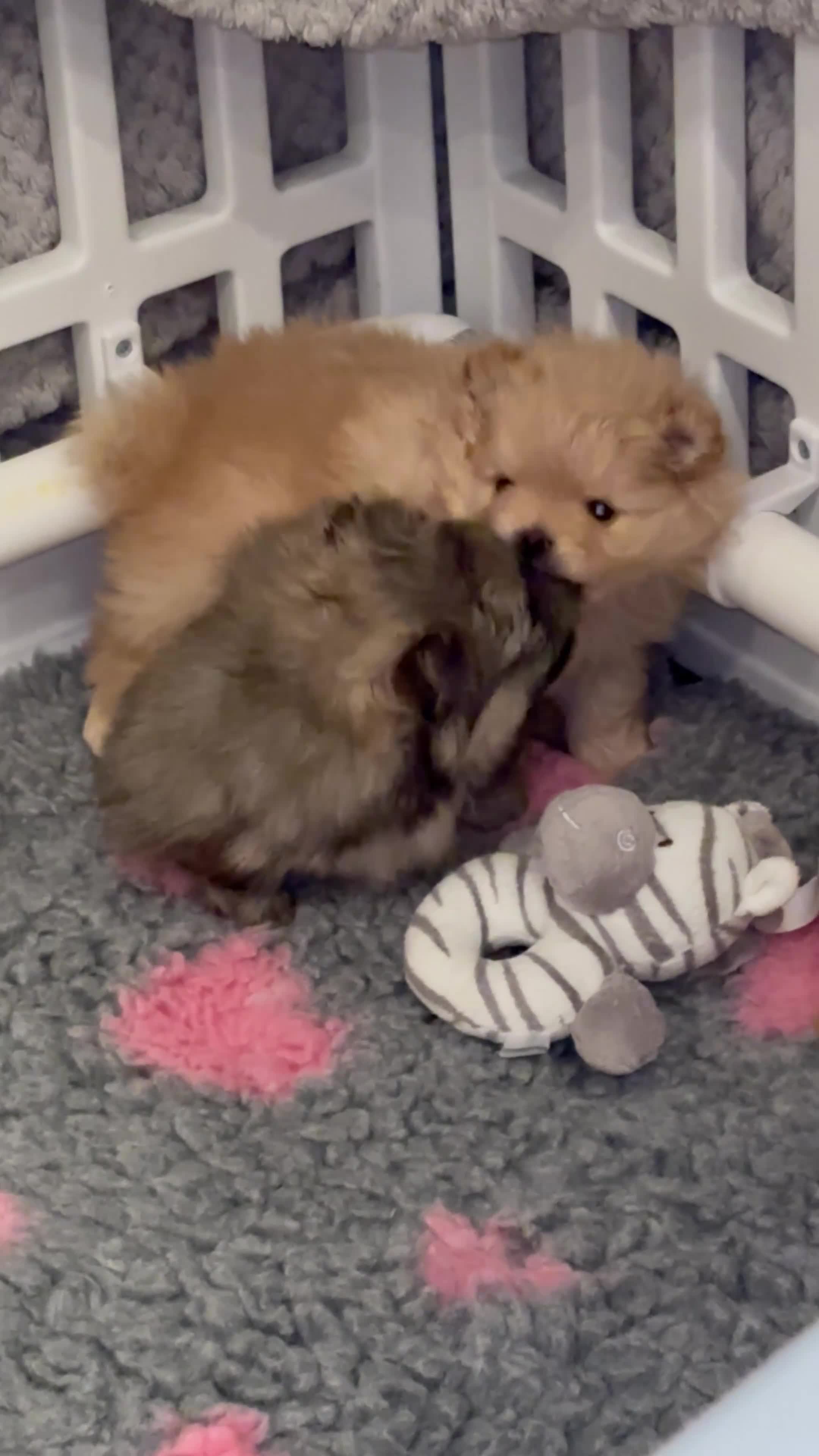 Pomeranian dogs for sale: Pomeranian girl puppies - Video 4