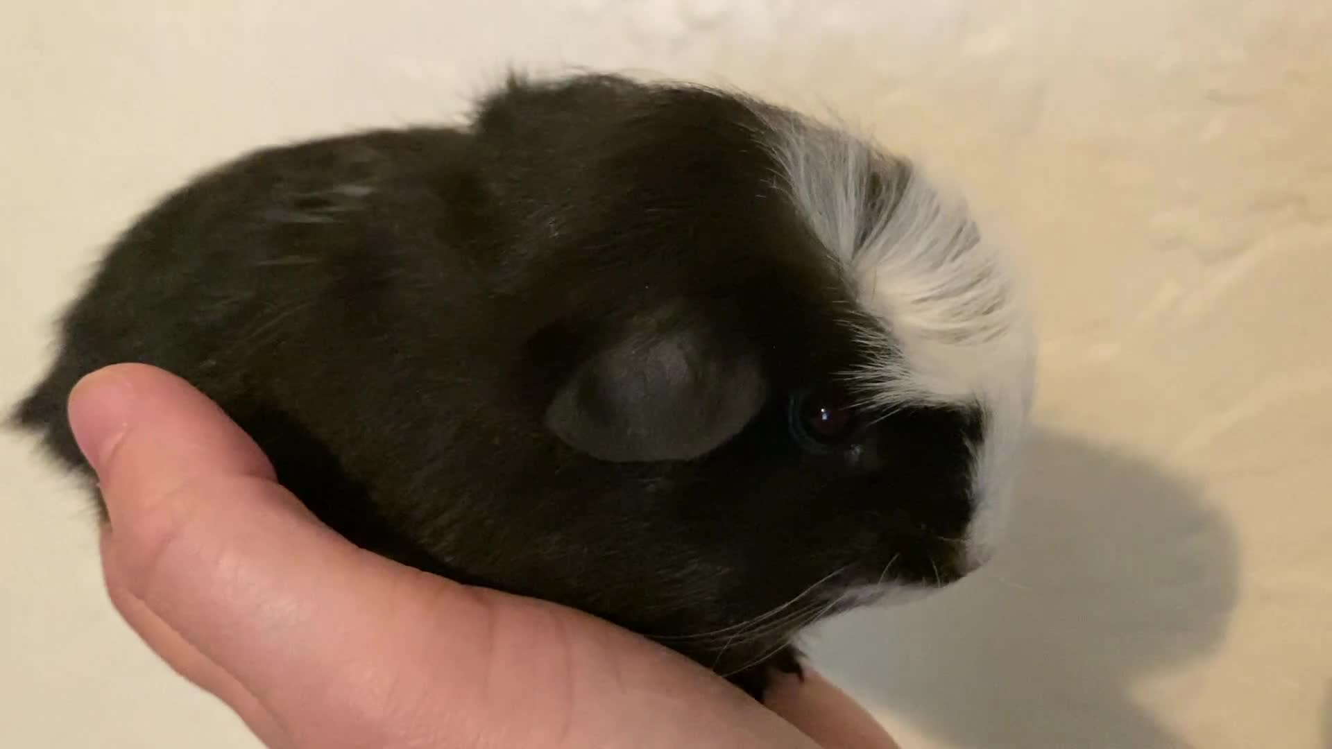 Guinea Pig rodents for sale: Gorgeous baby Guinea pigs - Video 1