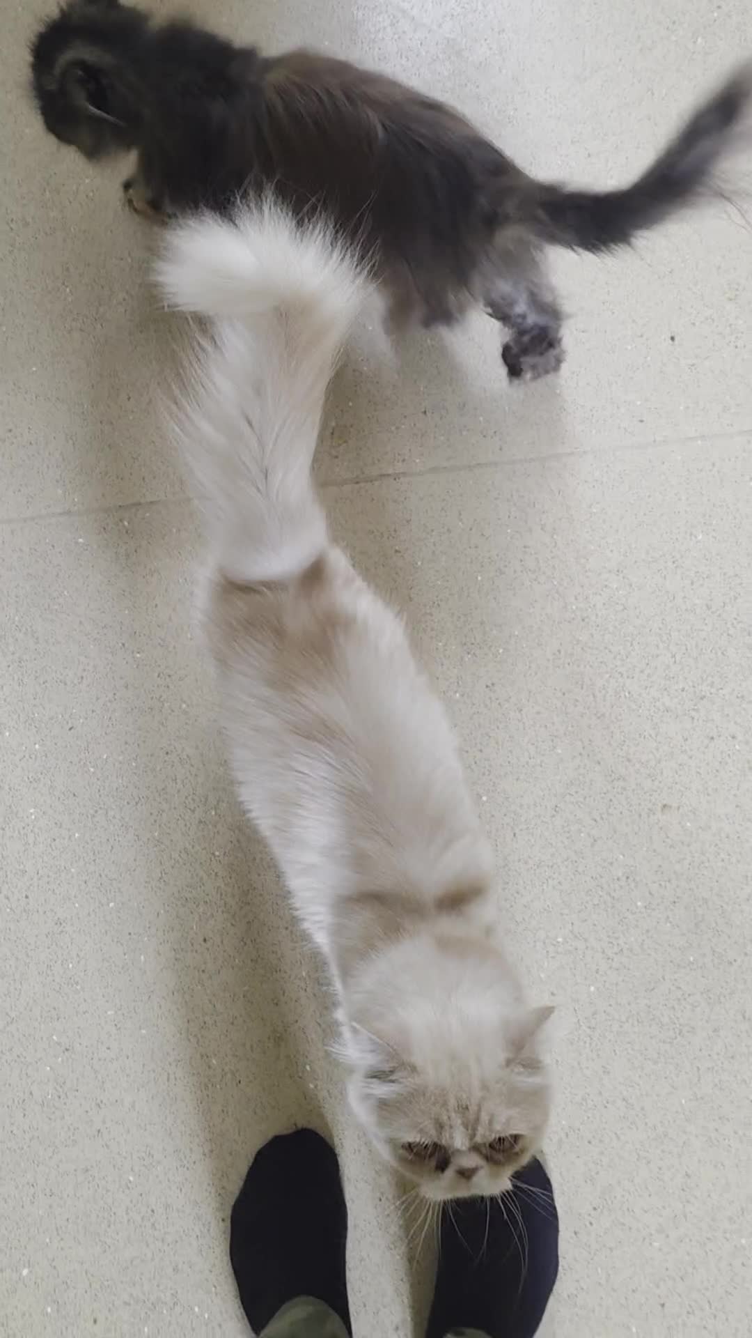 Persian cats for sale: White Persian (Jerry) - Video 1