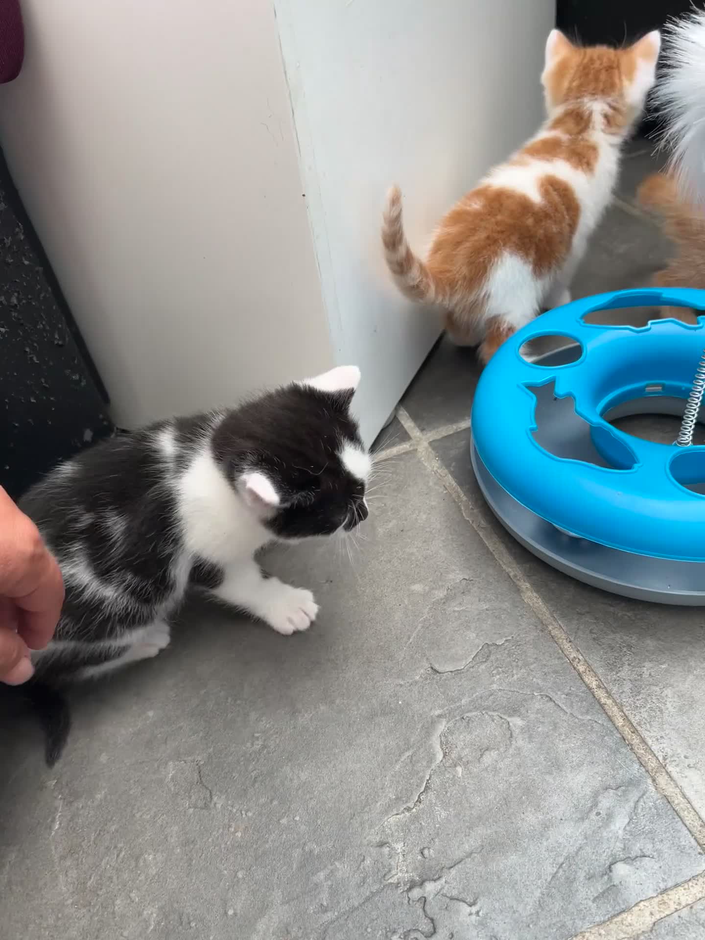 Mixed Breed cats for sale:     Beautiful Healthy Kittens Ready To Reserve  - Video 2