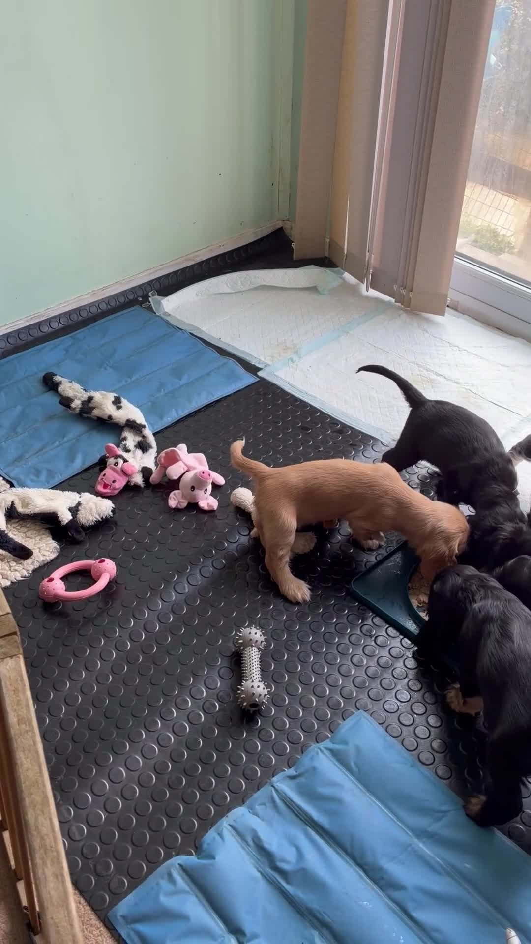 Cocker Spaniel dogs for sale: Exceptional Show Type Cocker Spaniel puppy - Video 1