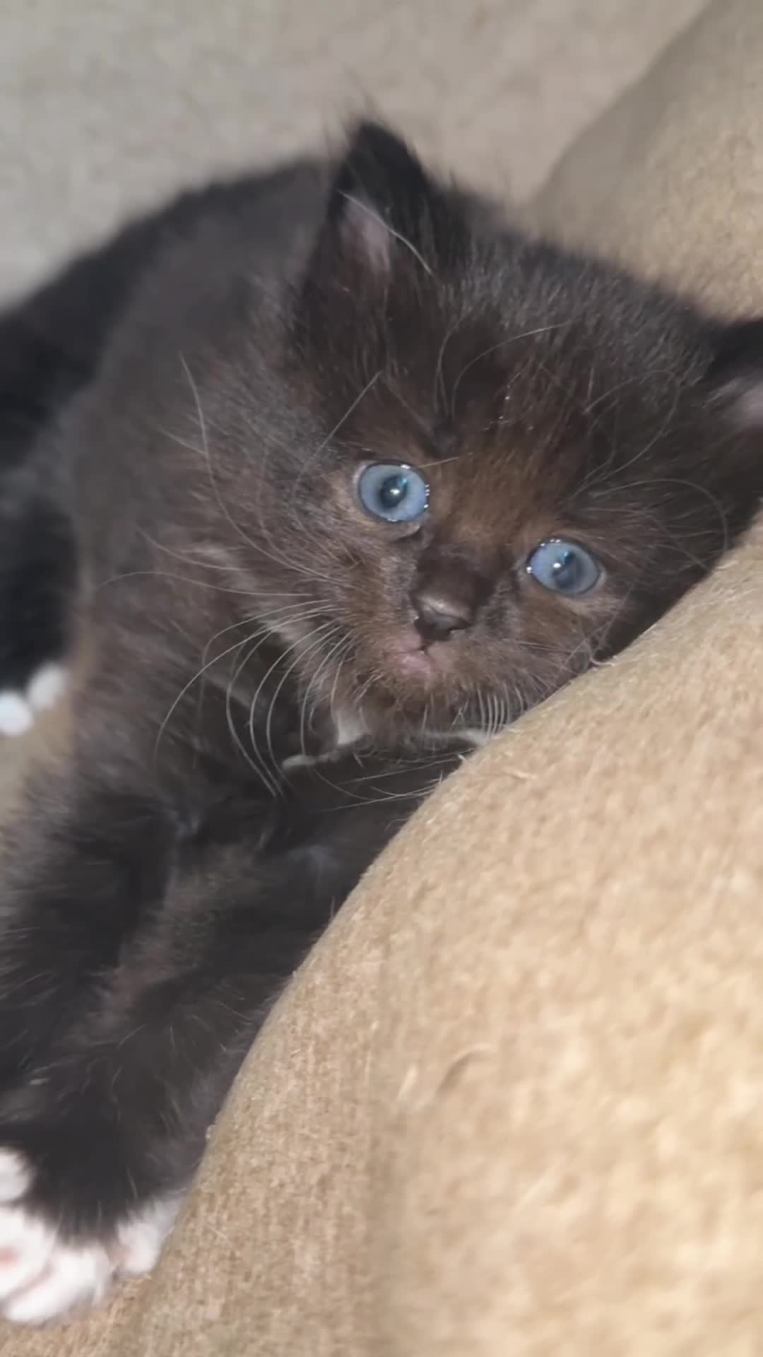Mixed Breed cats for sale: BEAUTIFUL KITTENS FOR SALE - Video 1
