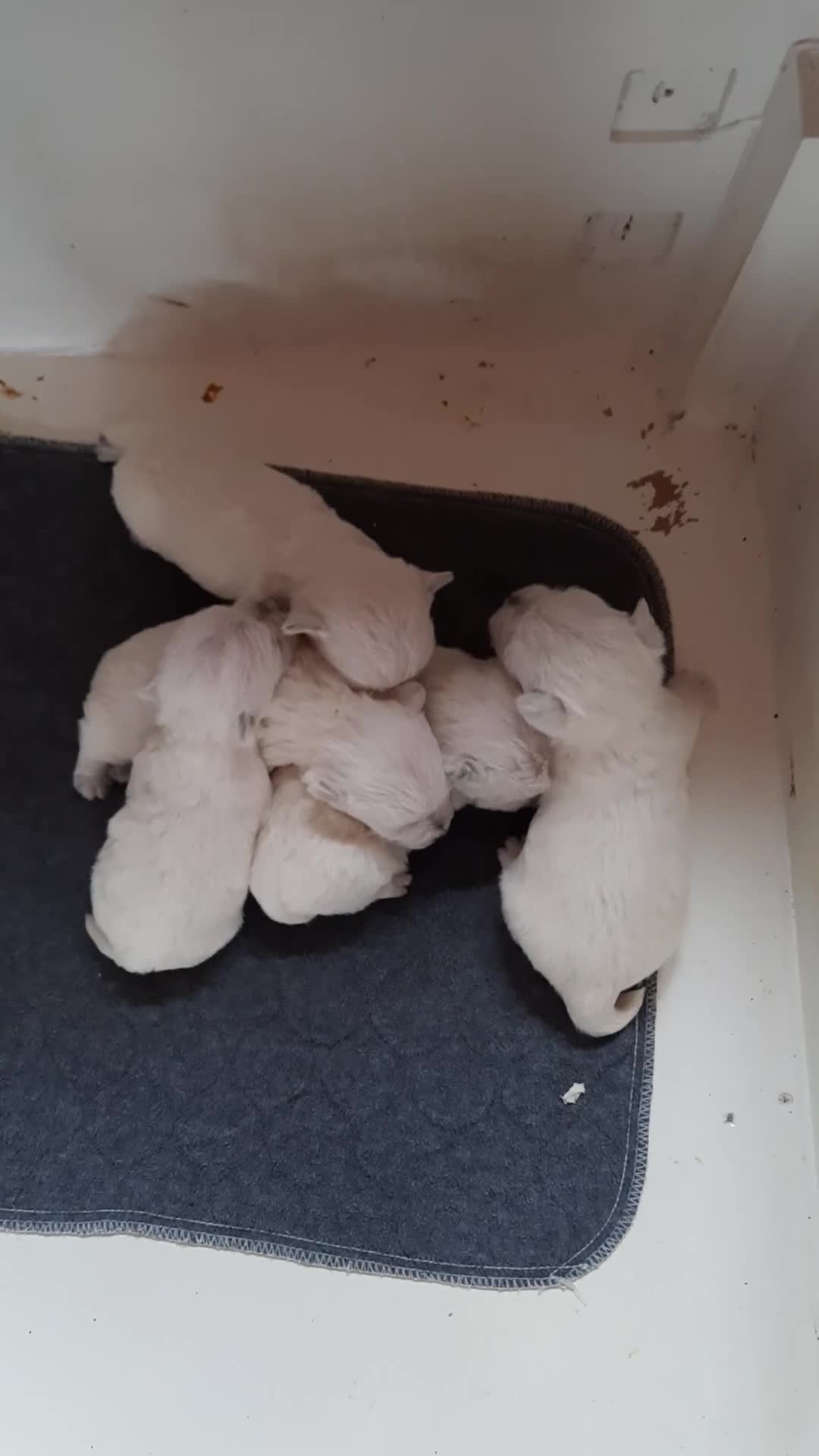 West Highland Terrier dogs for sale: BEAUTIFUL KC REG. WESTIE PUPPIES - Video 1