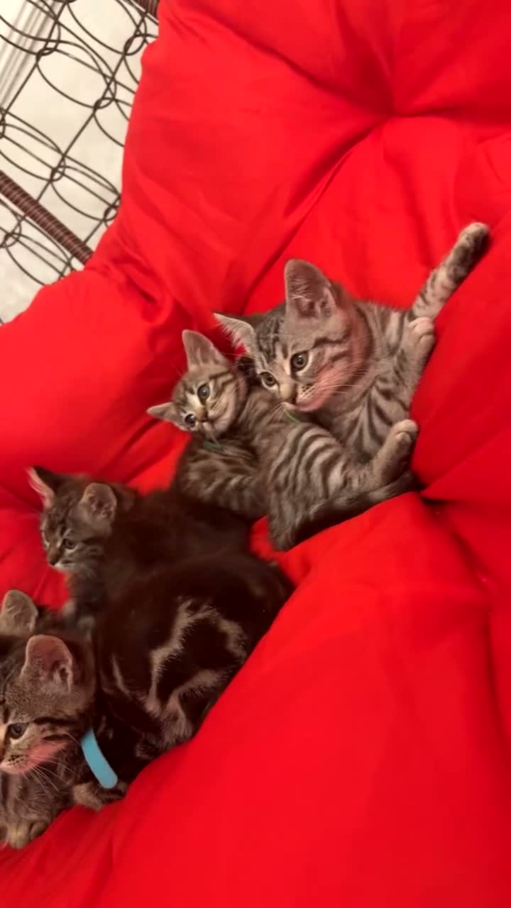 Mixed Breed cats for sale: 🐾 6 Beautiful Bengal × British Longhair Kittens🐾 - Video 2