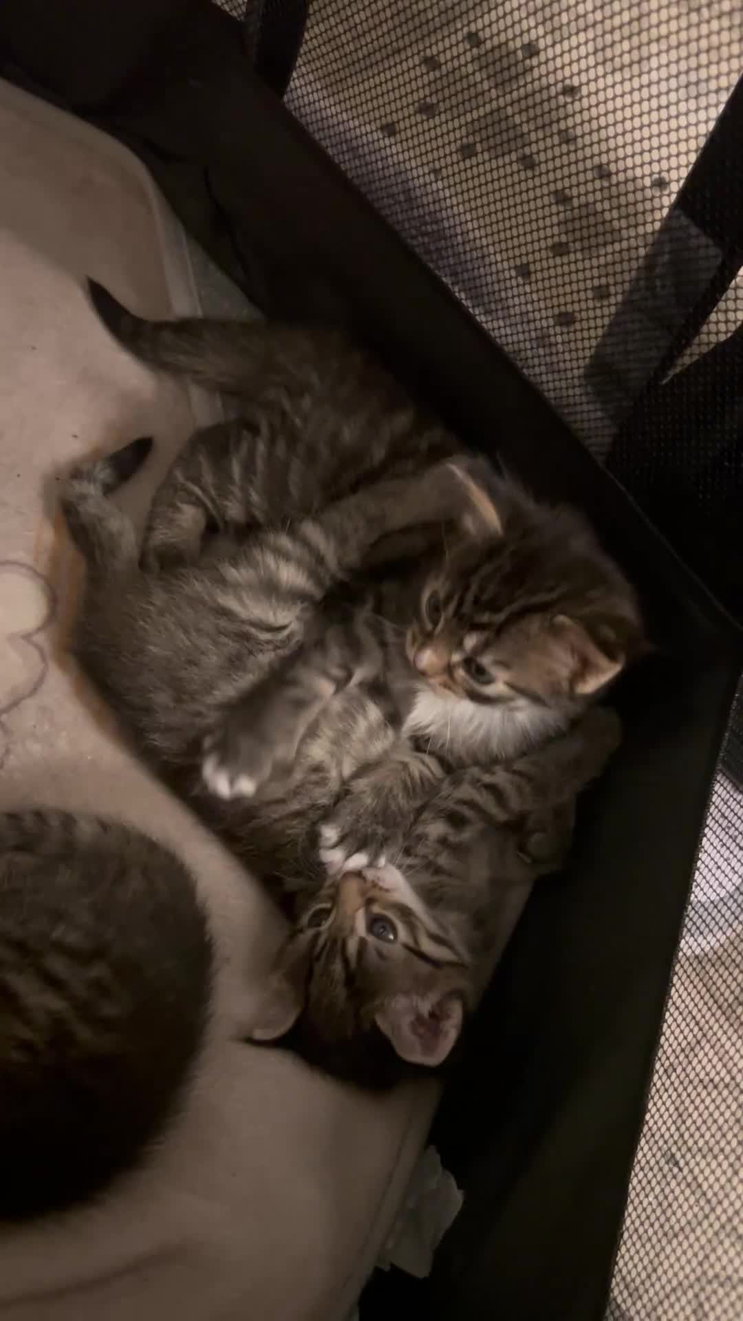 Mixed Breed cats for sale: Maine coon & tabby mix in Barnsley - Video 1