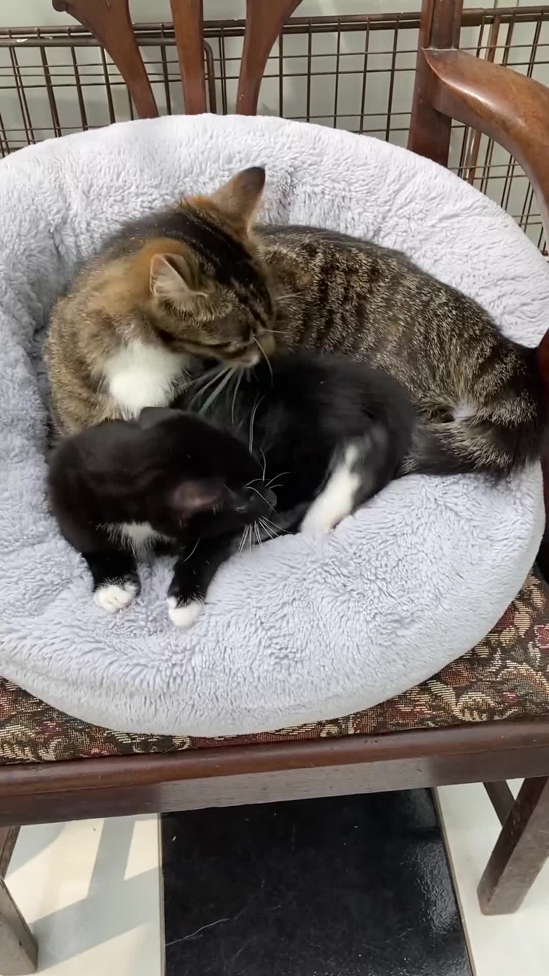 Mixed Breed cats for sale: Kitten: full of fun black & white male kitten - Video 1