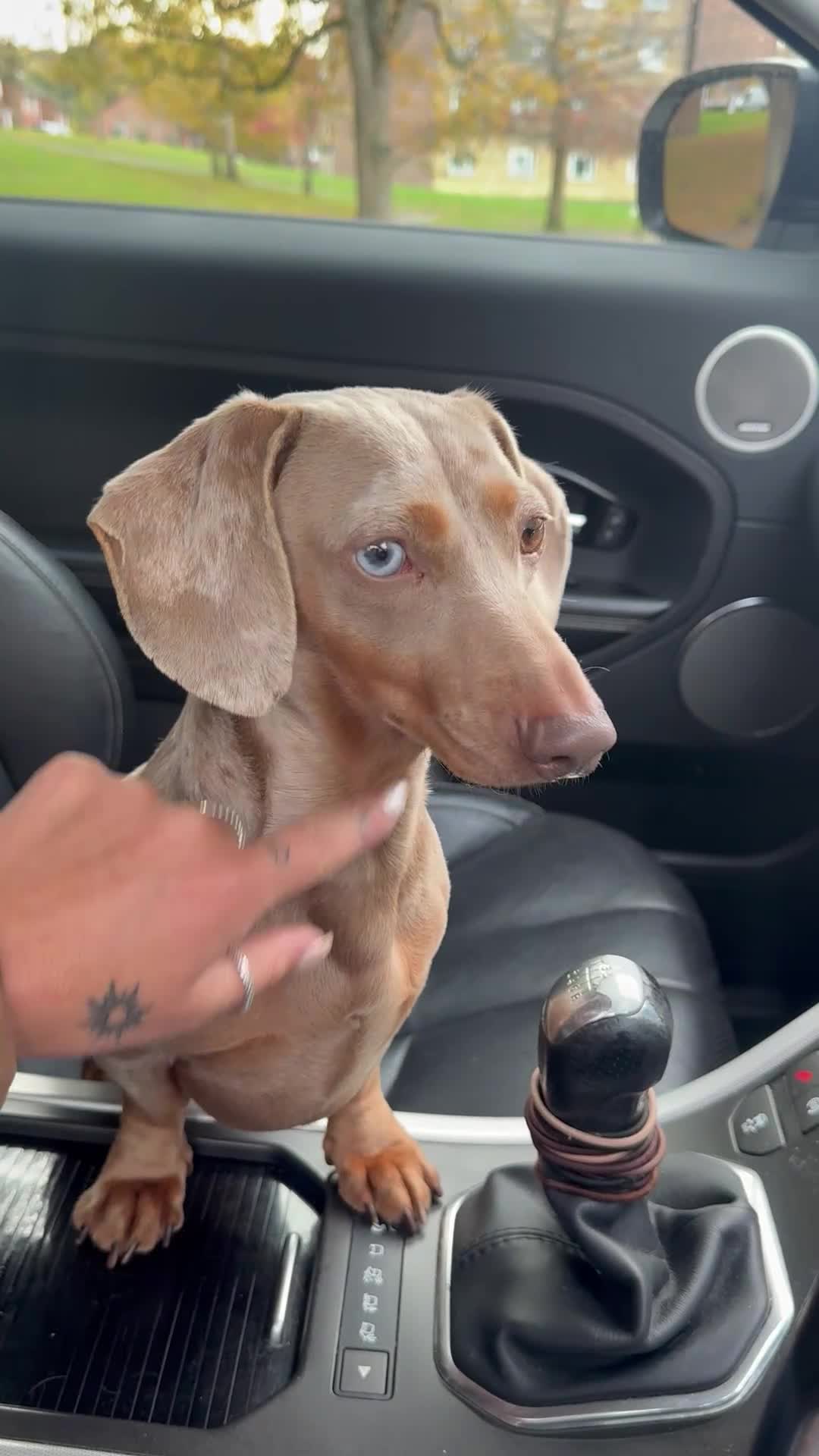 Miniature Dachshund dogs for stud: BENTLEY miniature Isabella & tan dapple dachshund  - Video 1