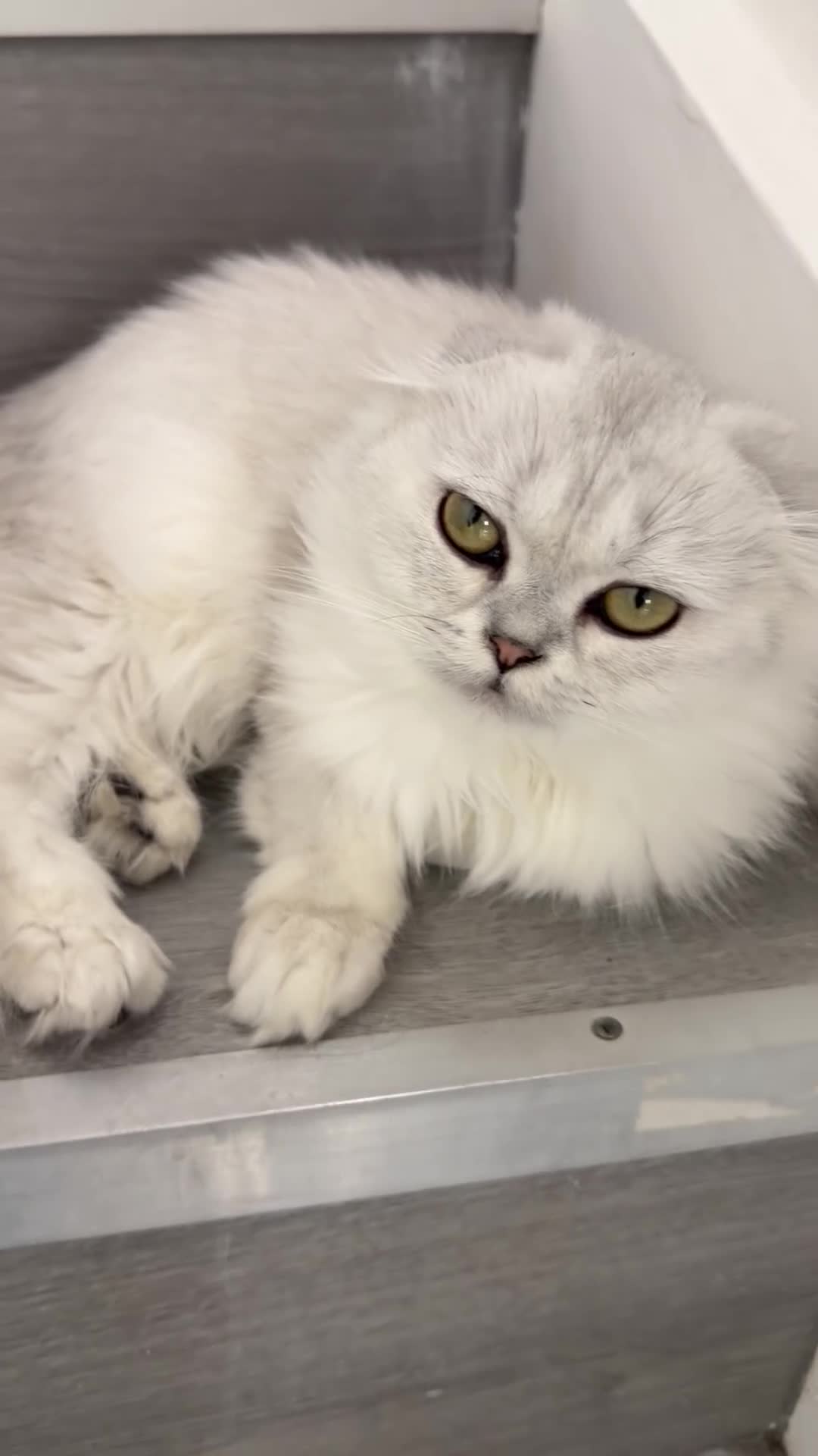 Scottish Fold cats for sale: Adorable Scottish fold/ Scottish straight Pure  - Video 2