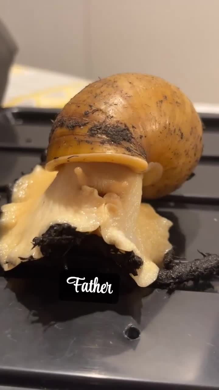 Snails invertebrates for sale: Baby giant African land snails - Video 2