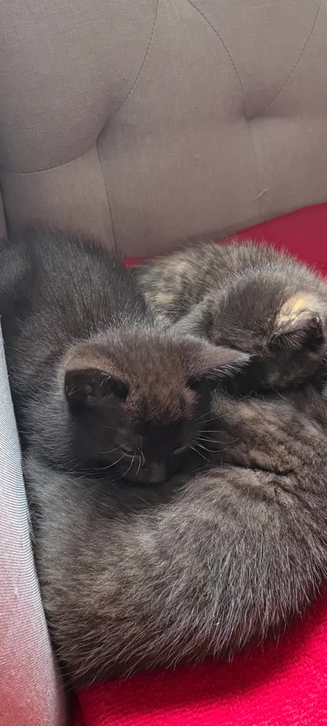 Mixed Breed cats for sale: Maine coon x Bengal  in Maybole - Video 1