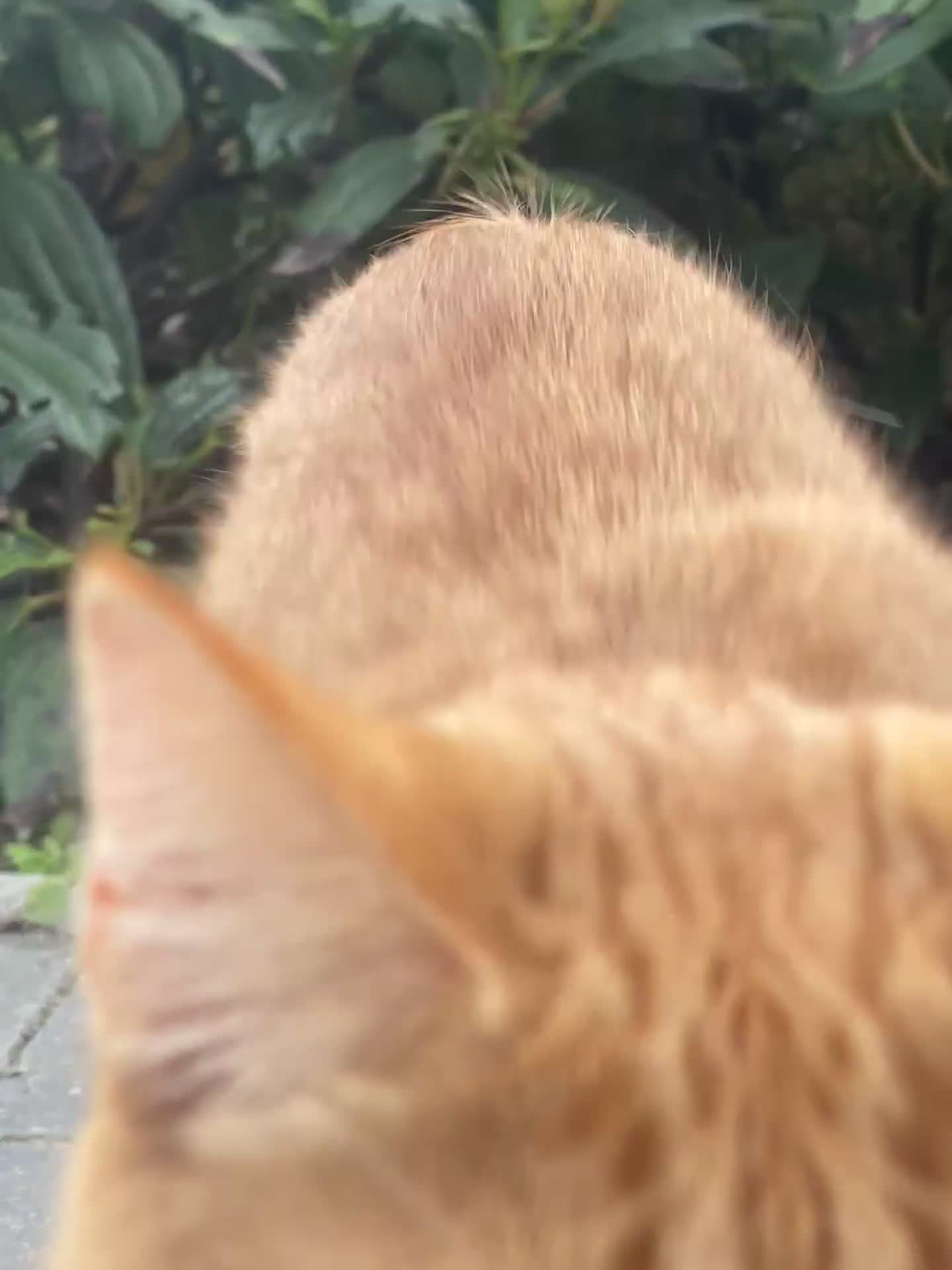 British Shorthair cats for sale: *KITTEN FOR SALE* - Video 1