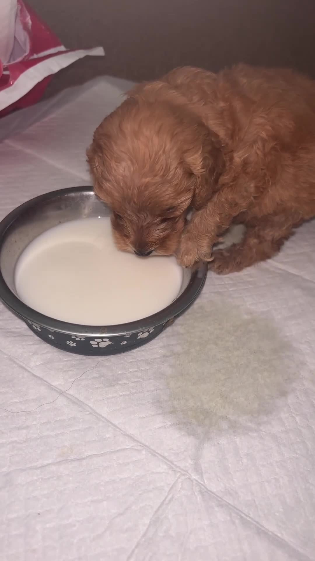 Cockapoo dogs for sale: Beautiful cockapoo puppies  in Montrose - Video 3