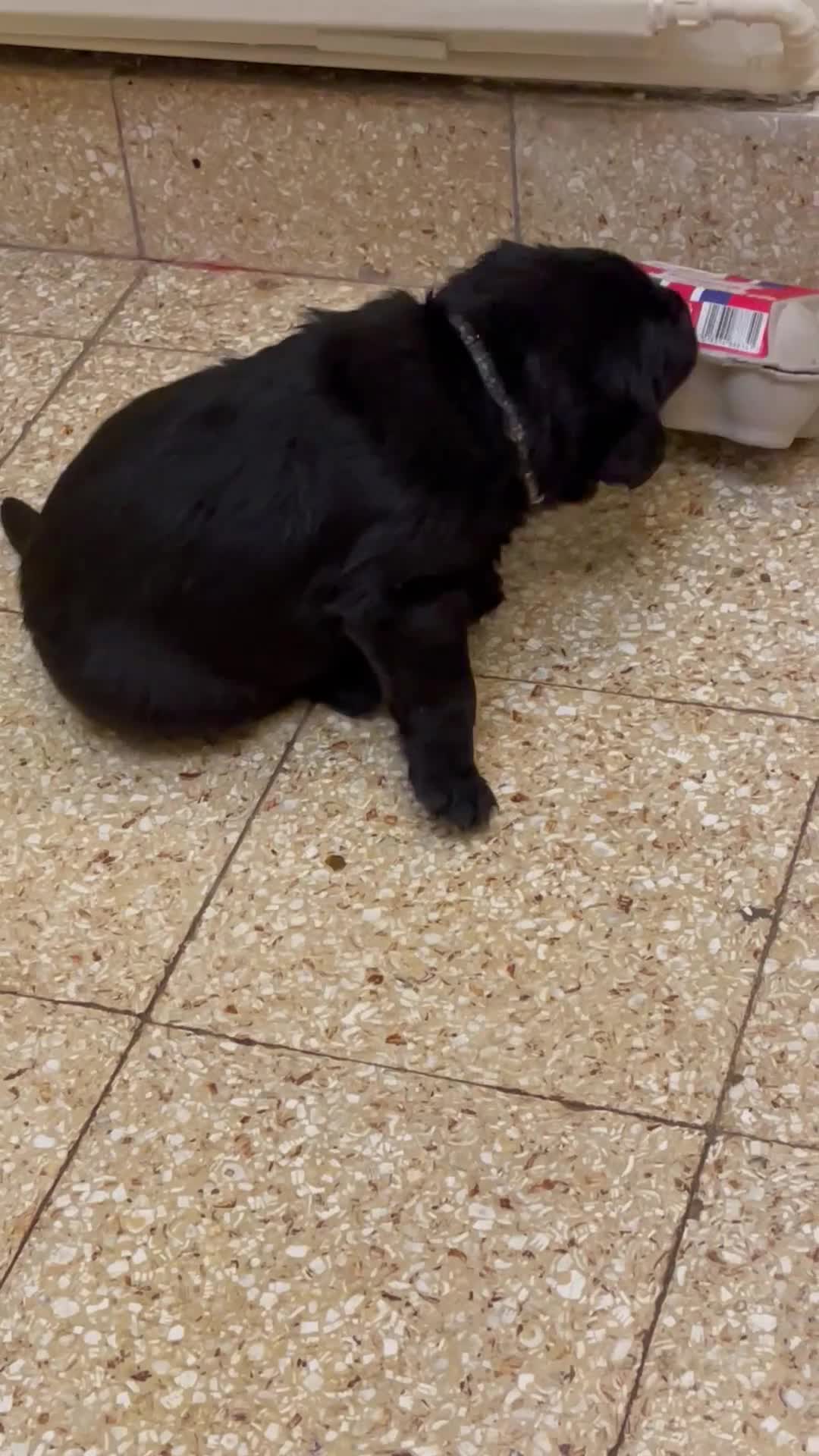 Goldador dogs for sale: One stunning goldador boy available ❤️ - Video 2