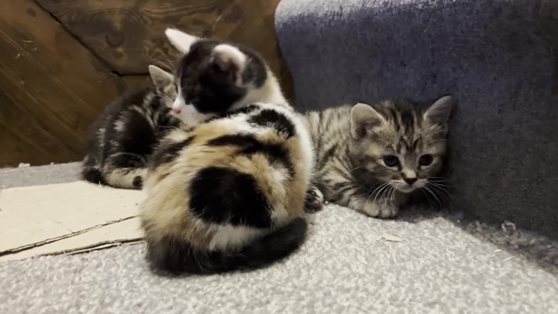 Domestic Shorthair cats for sale: 2 Male 1 Female Tabby Cats - Silver Tabby Mother - Video 1