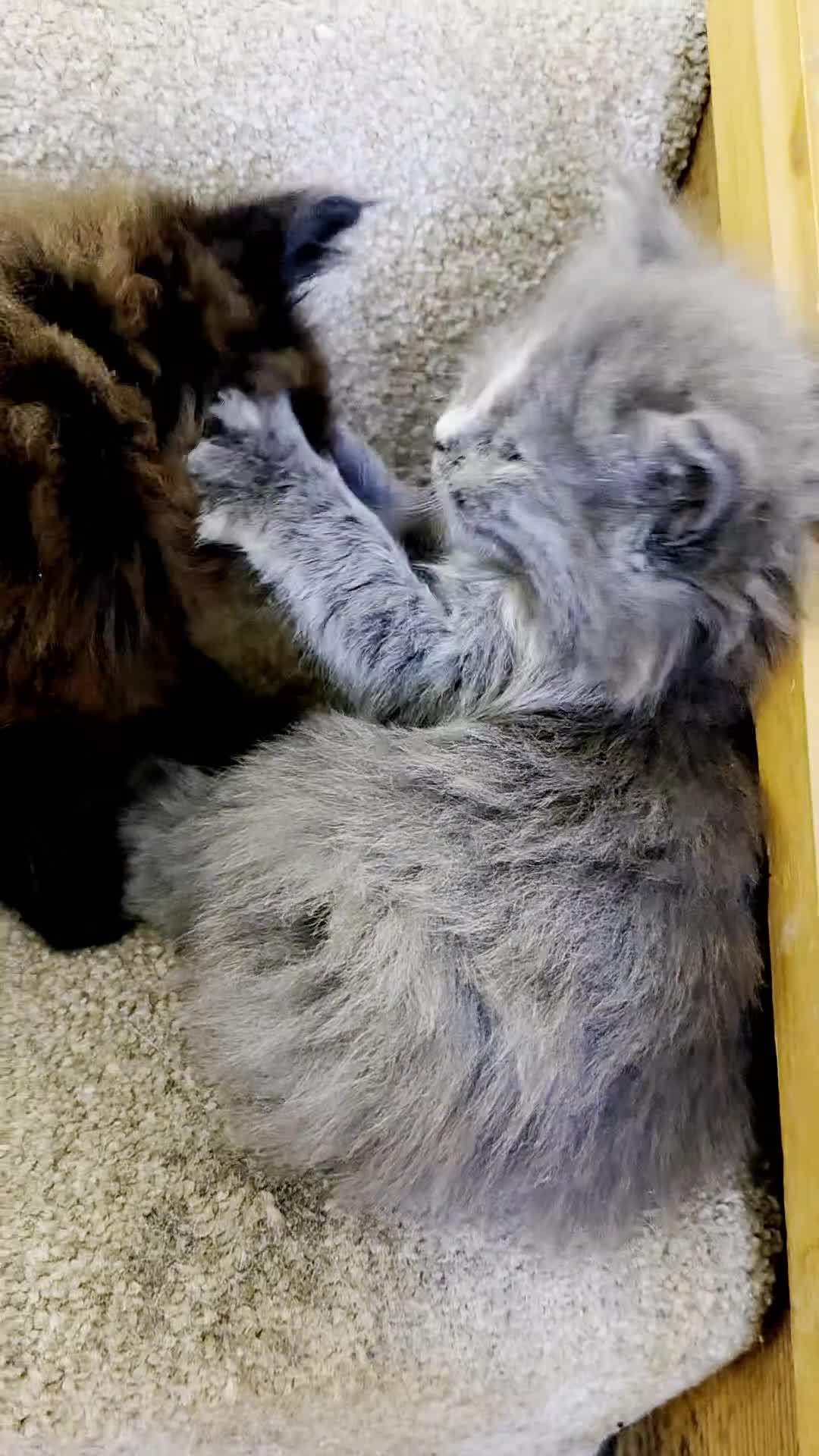 Mixed Breed cats for sale: Female Maine Coon X British Short Hair - Video 1